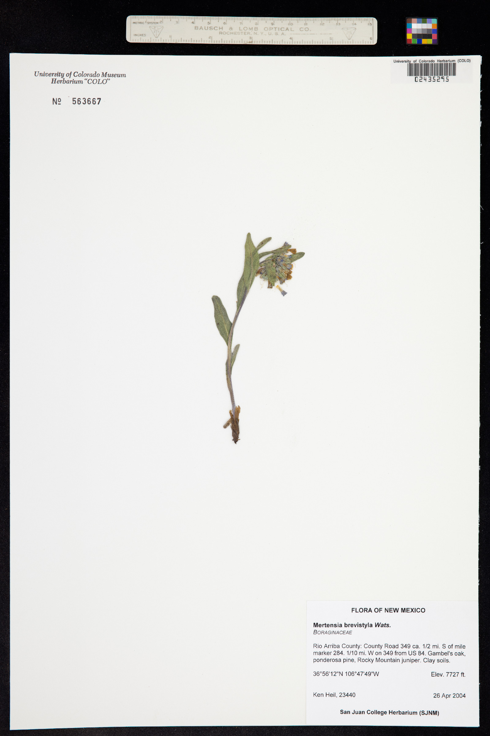 Mertensia brevistyla image