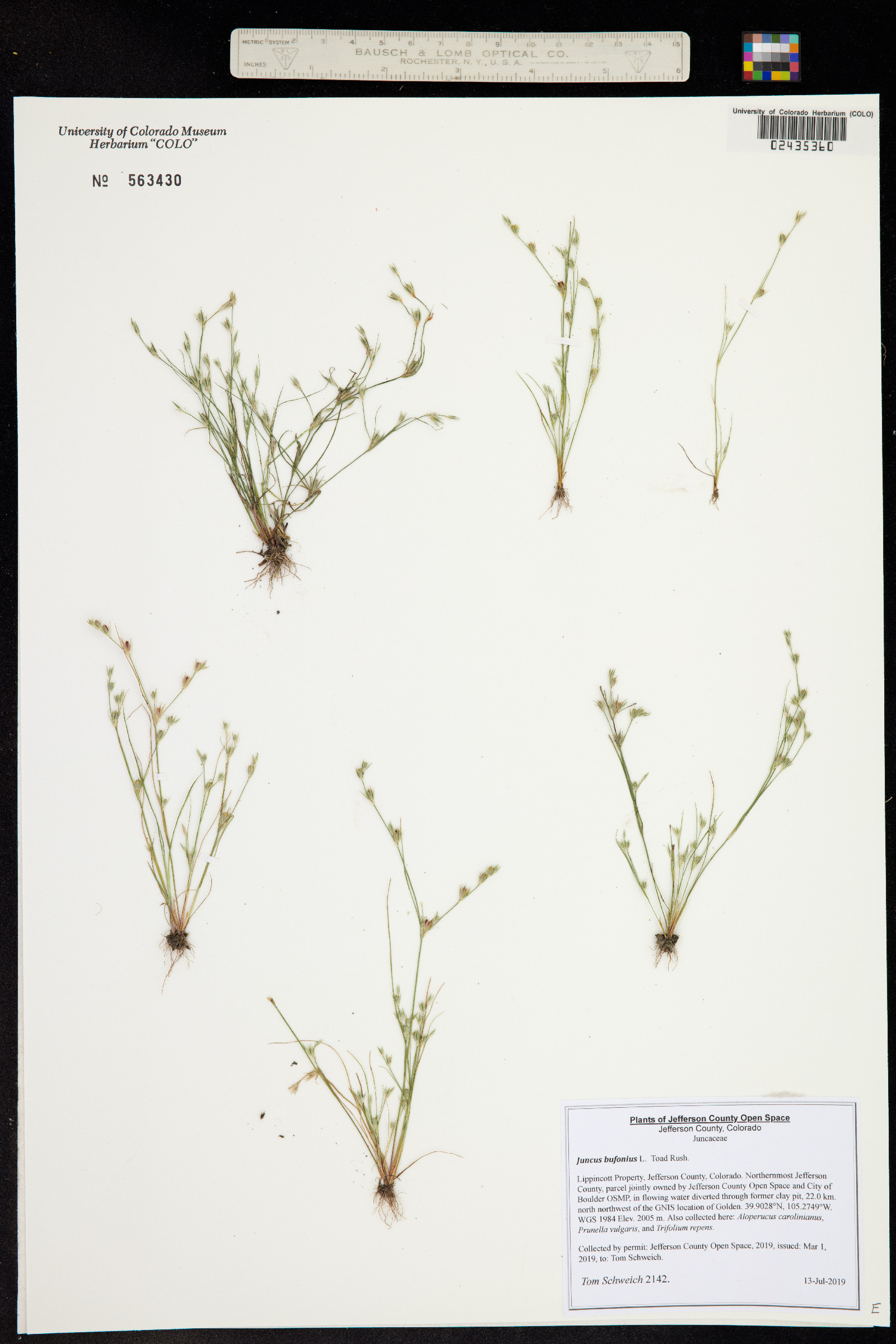 Juncus bufonius image