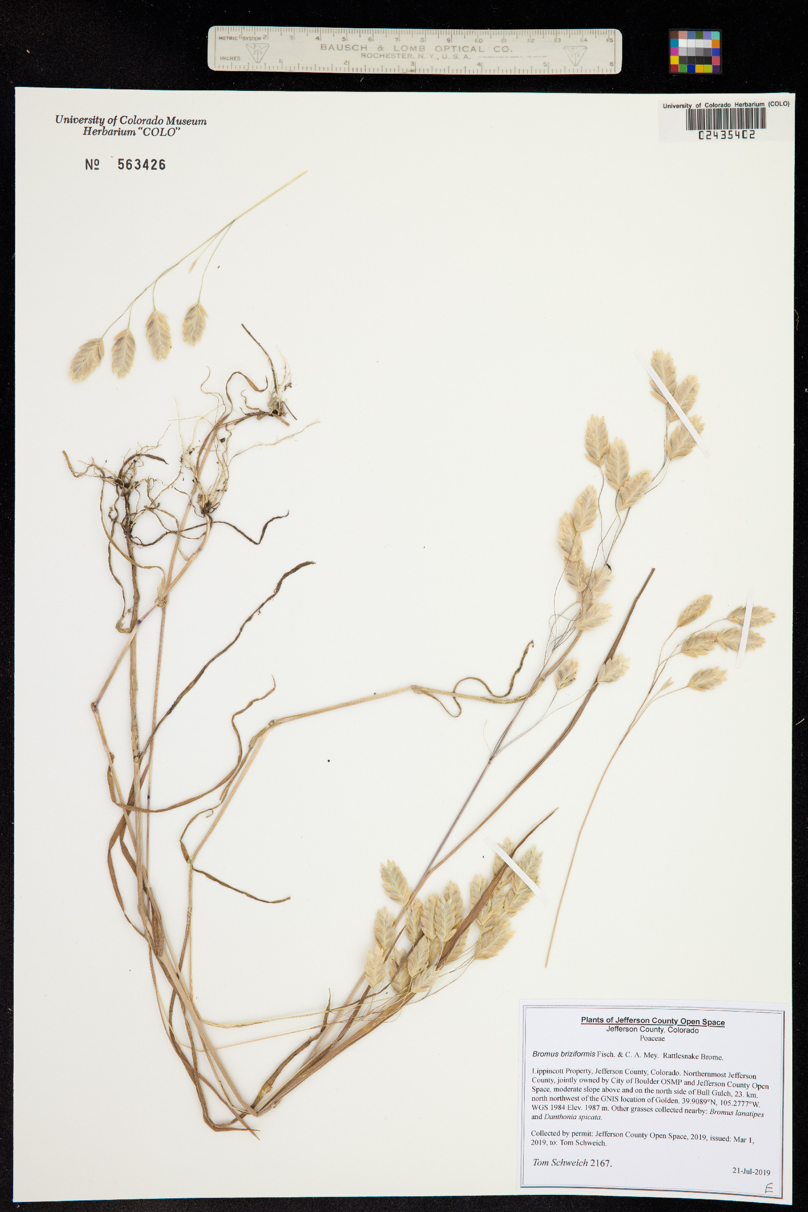 Bromus briziformis image