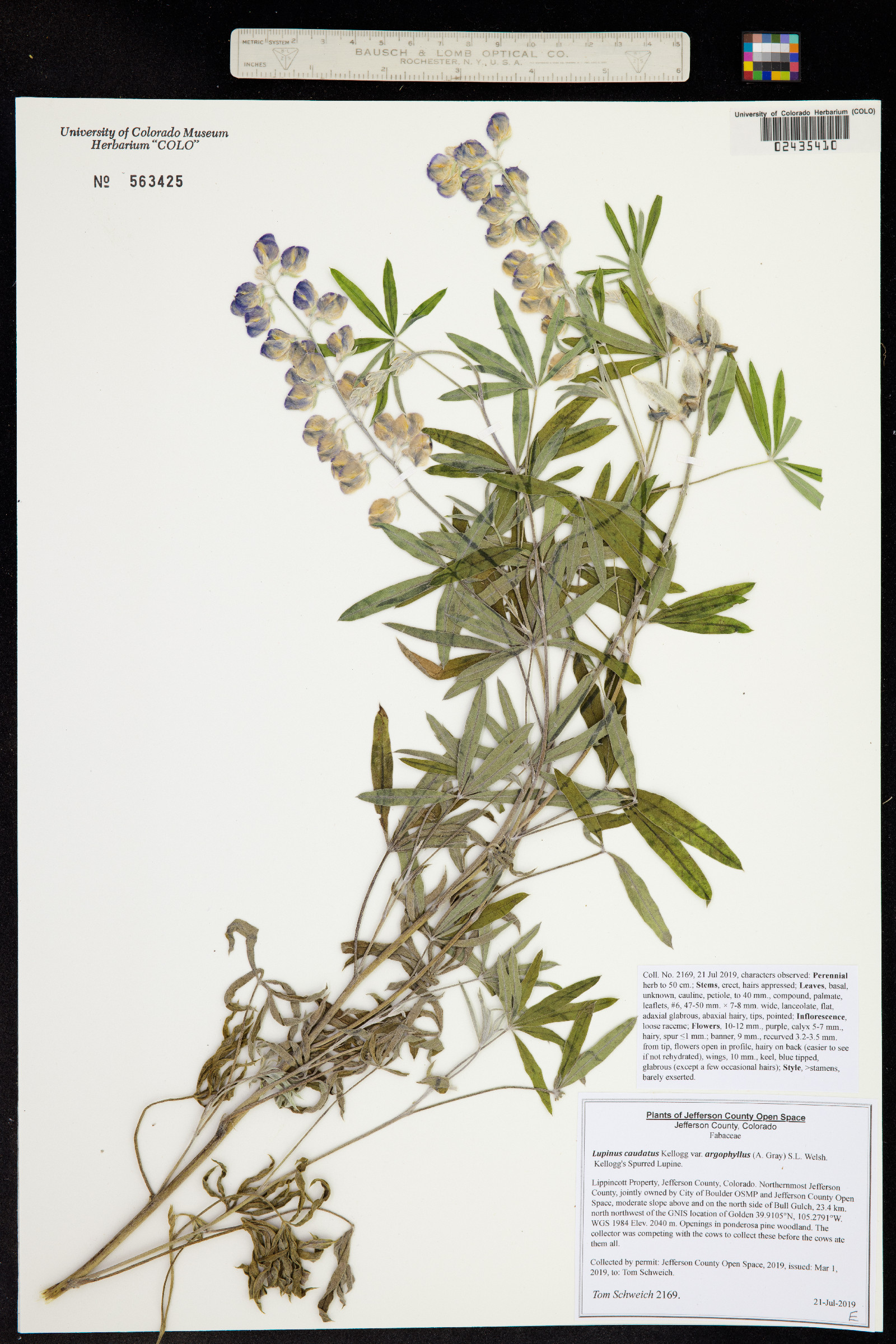 Lupinus caudatus ssp. argophyllus image