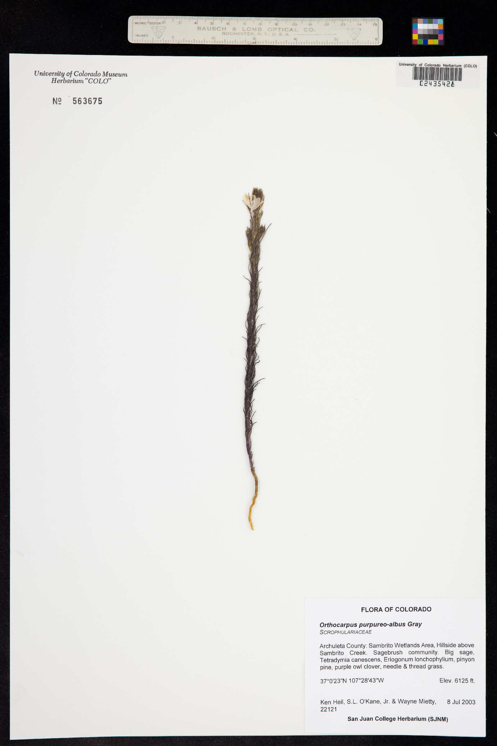 Orthocarpus purpureoalbus image