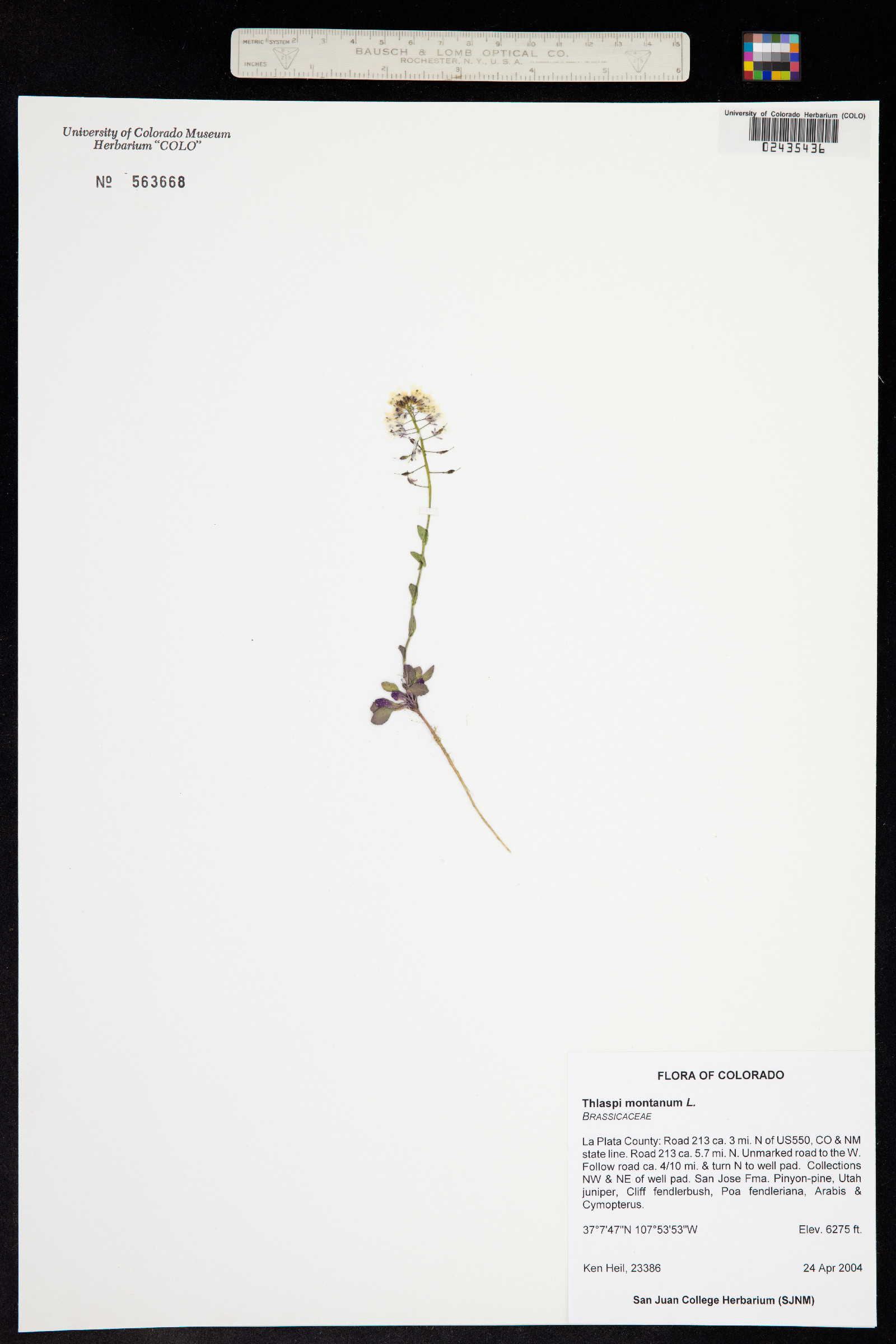 Noccaea fendleri ssp. glauca image