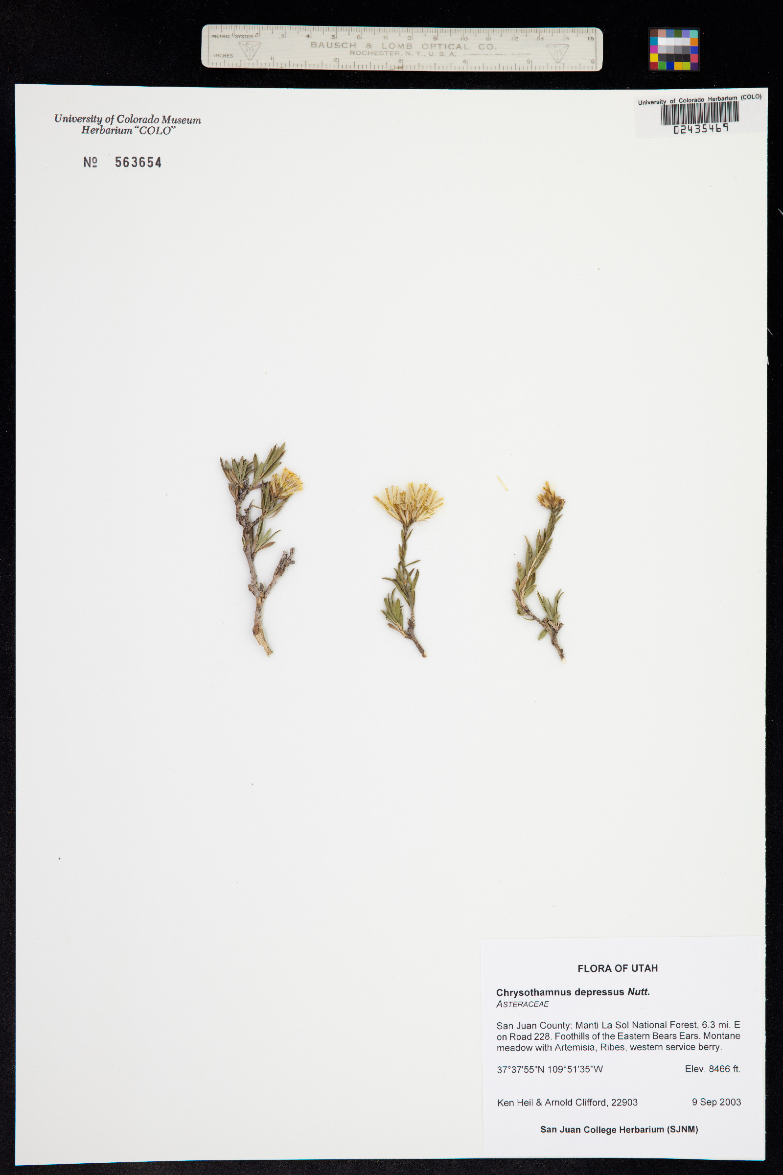 Chrysothamnus depressus image
