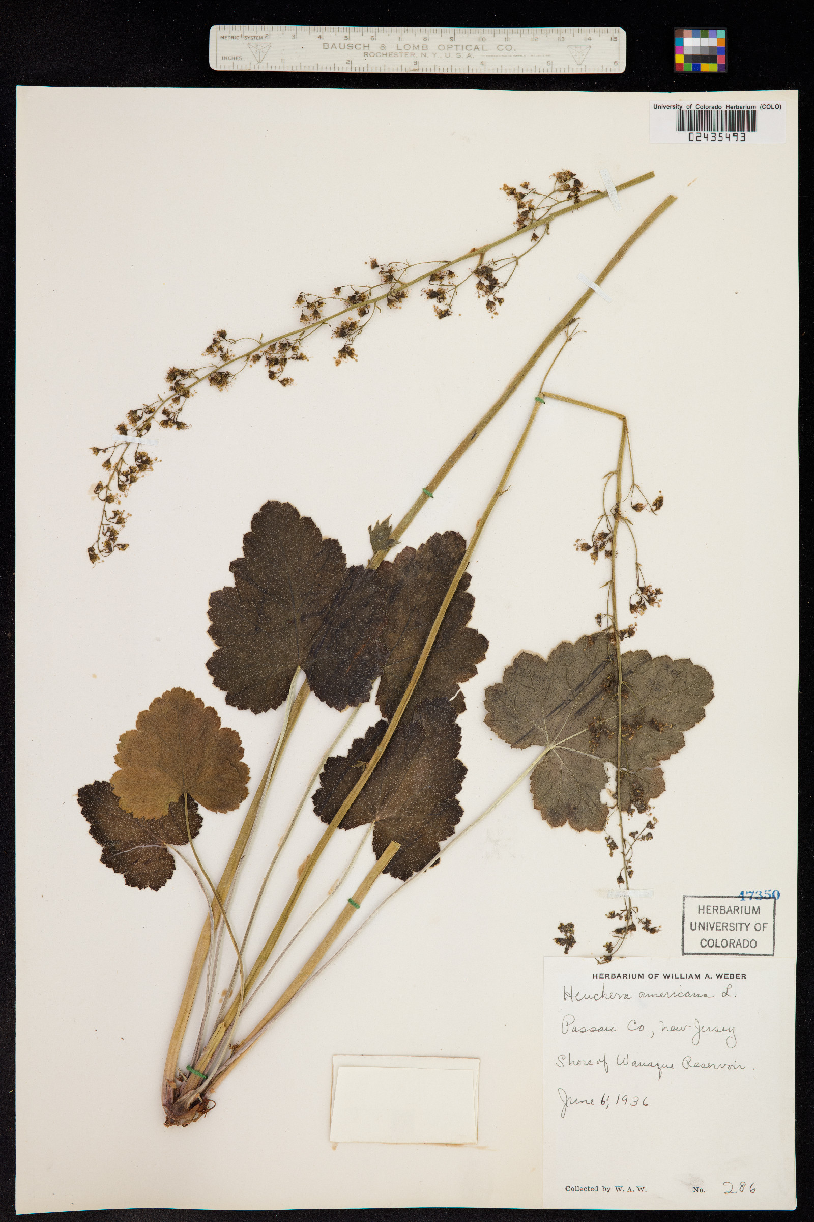 Heuchera americana image