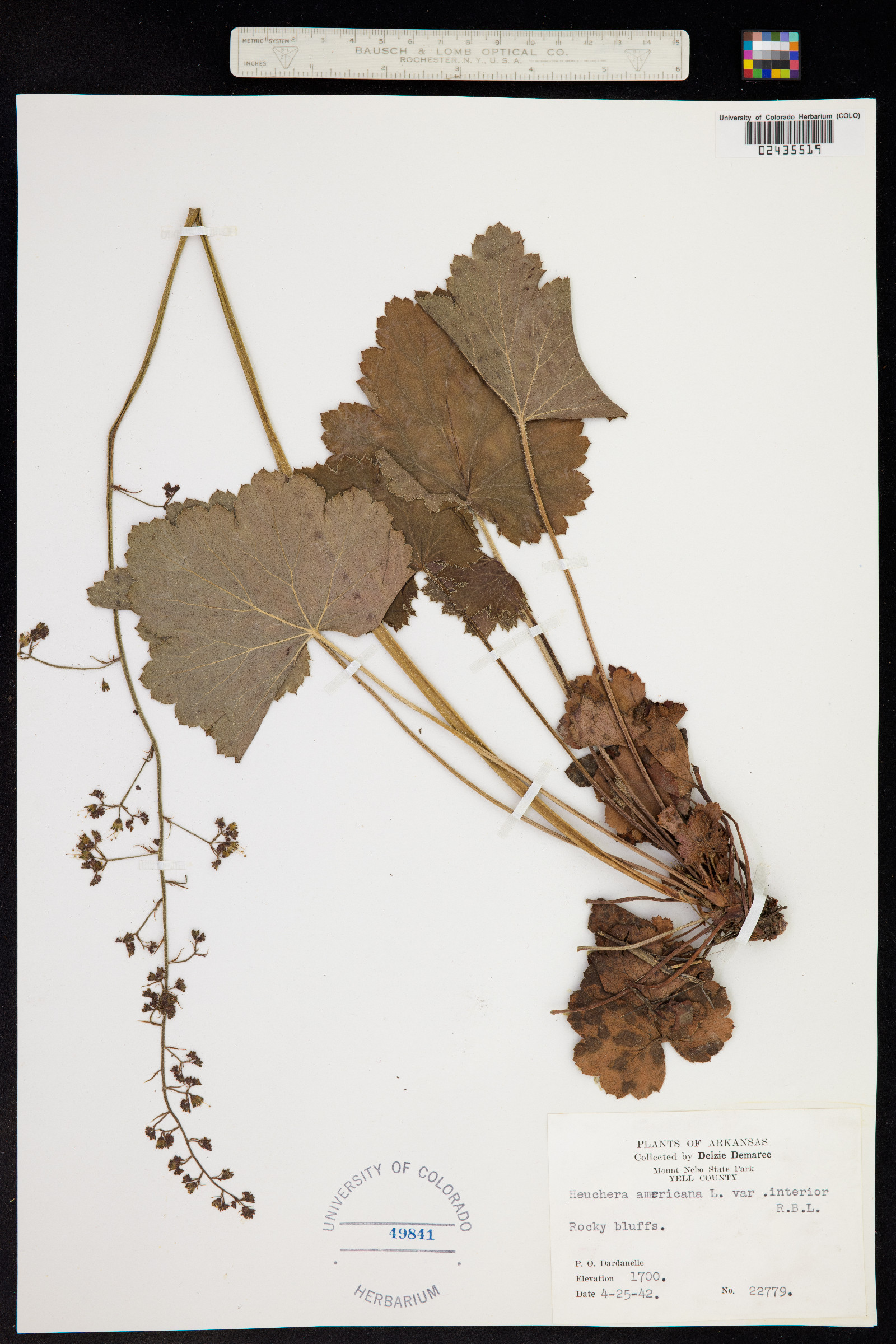 Heuchera americana image