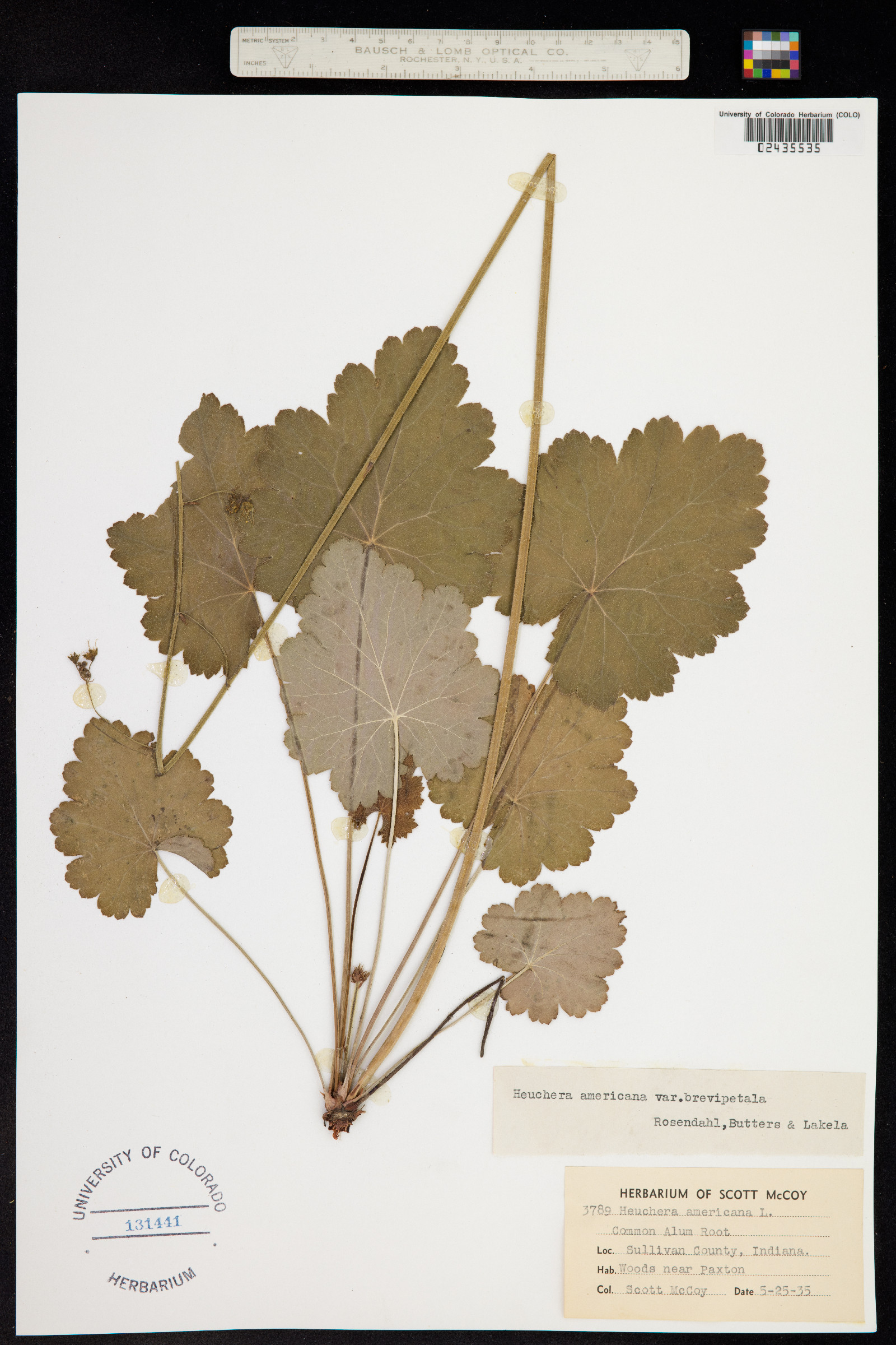 Heuchera americana image