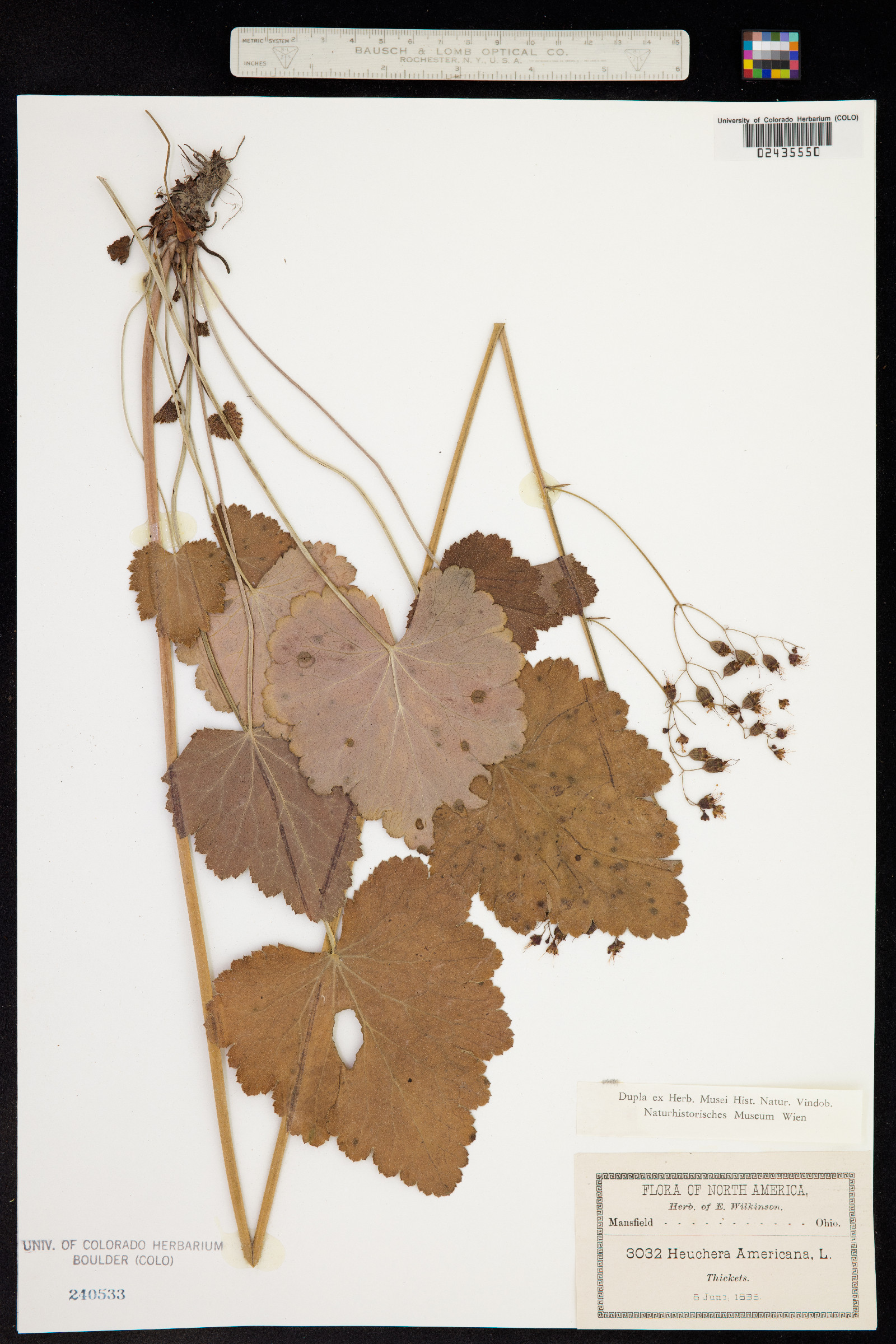 Heuchera americana image