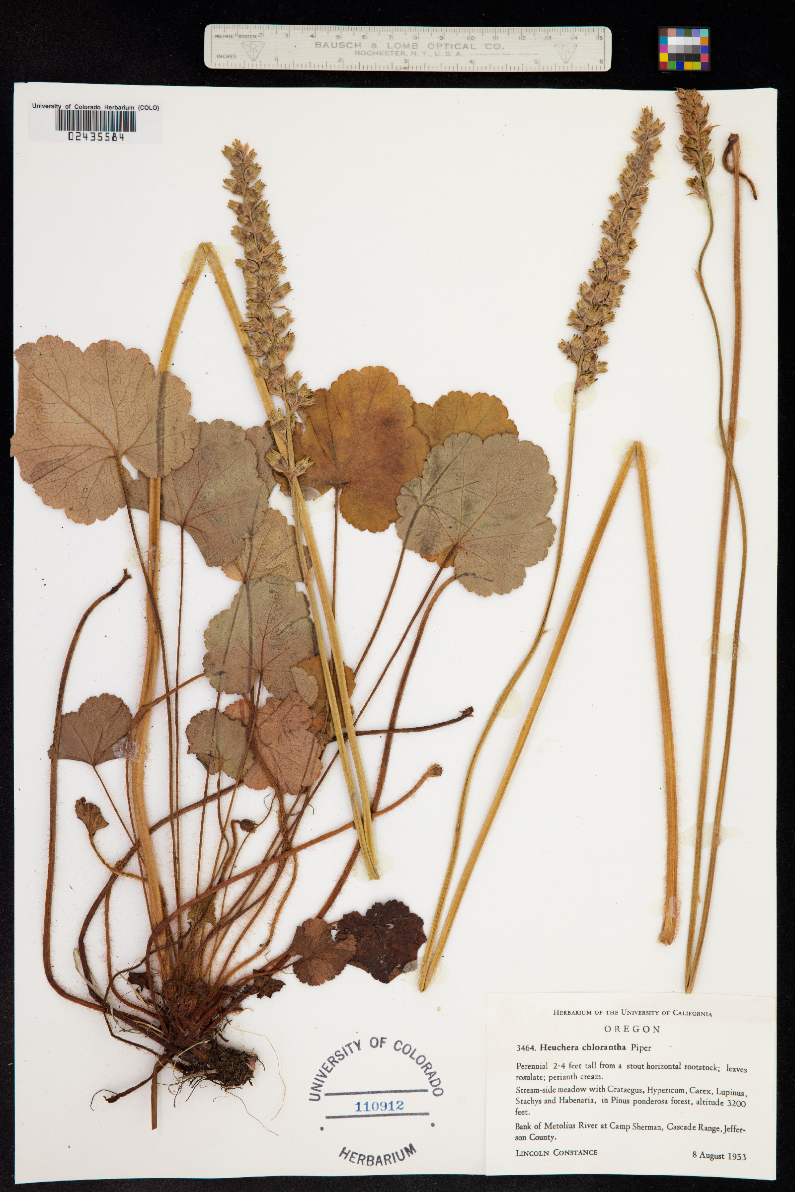 Heuchera chlorantha image