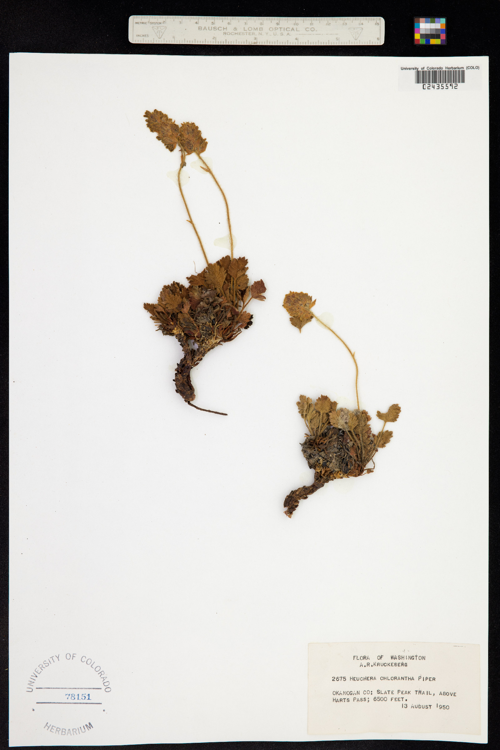 Heuchera chlorantha image