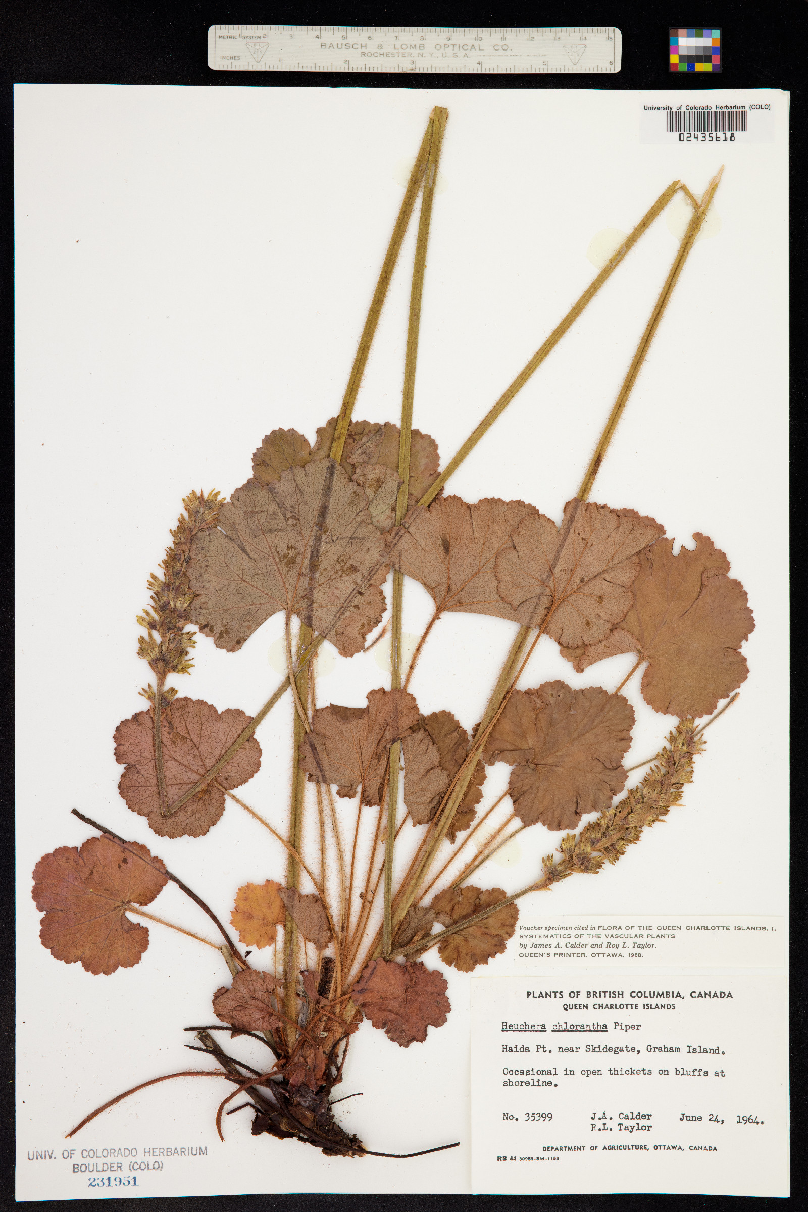Heuchera chlorantha image
