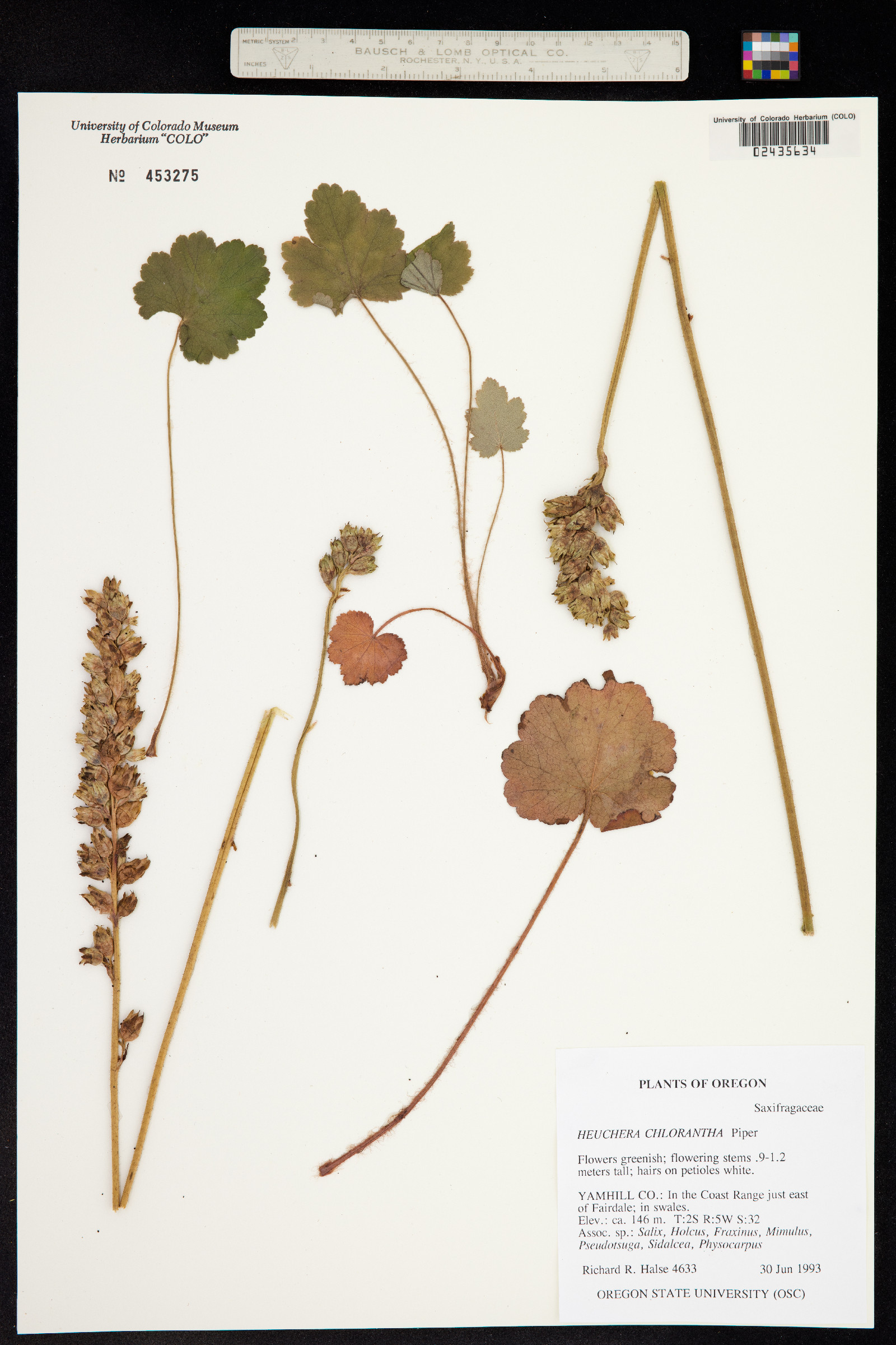 Heuchera chlorantha image