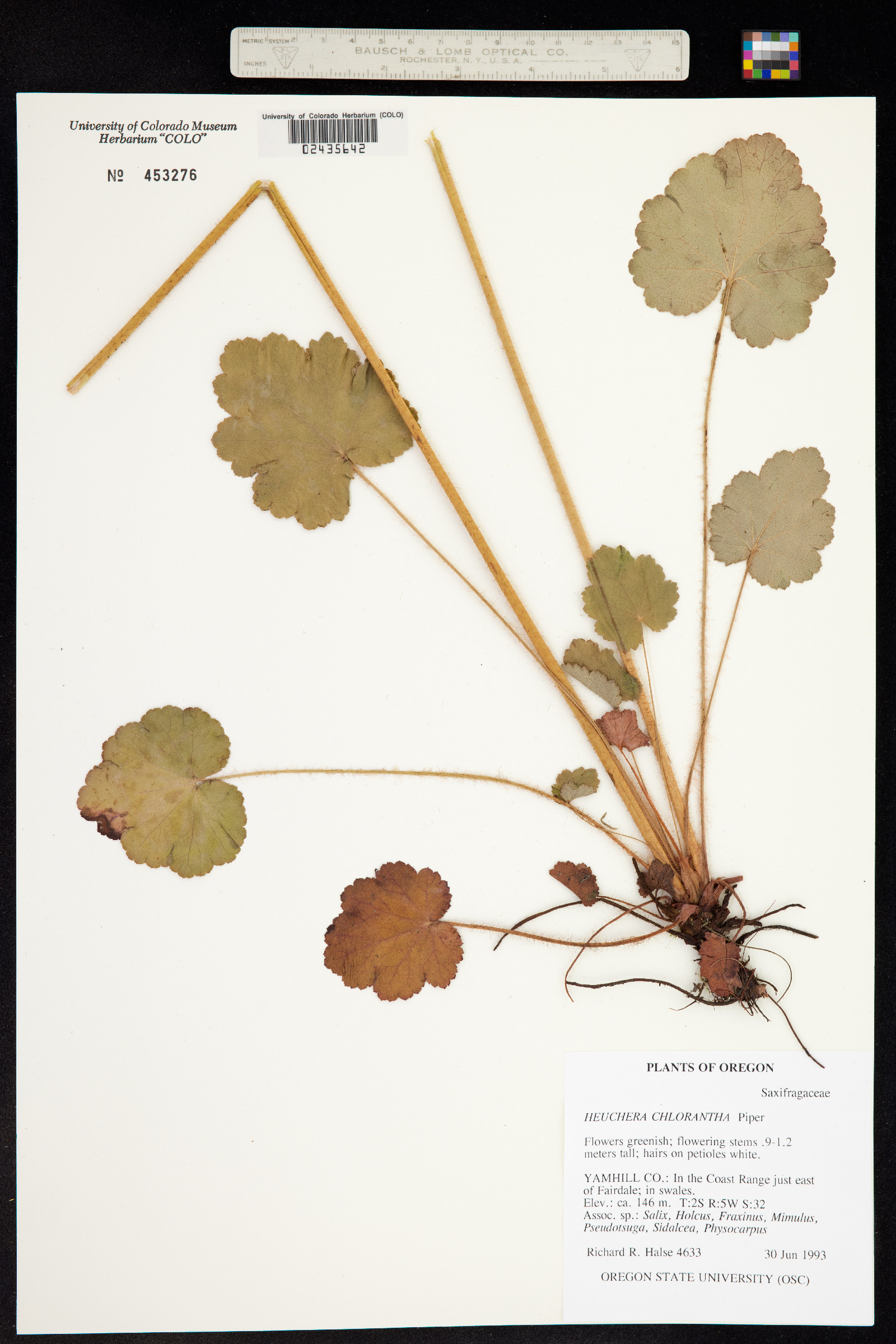 Heuchera chlorantha image