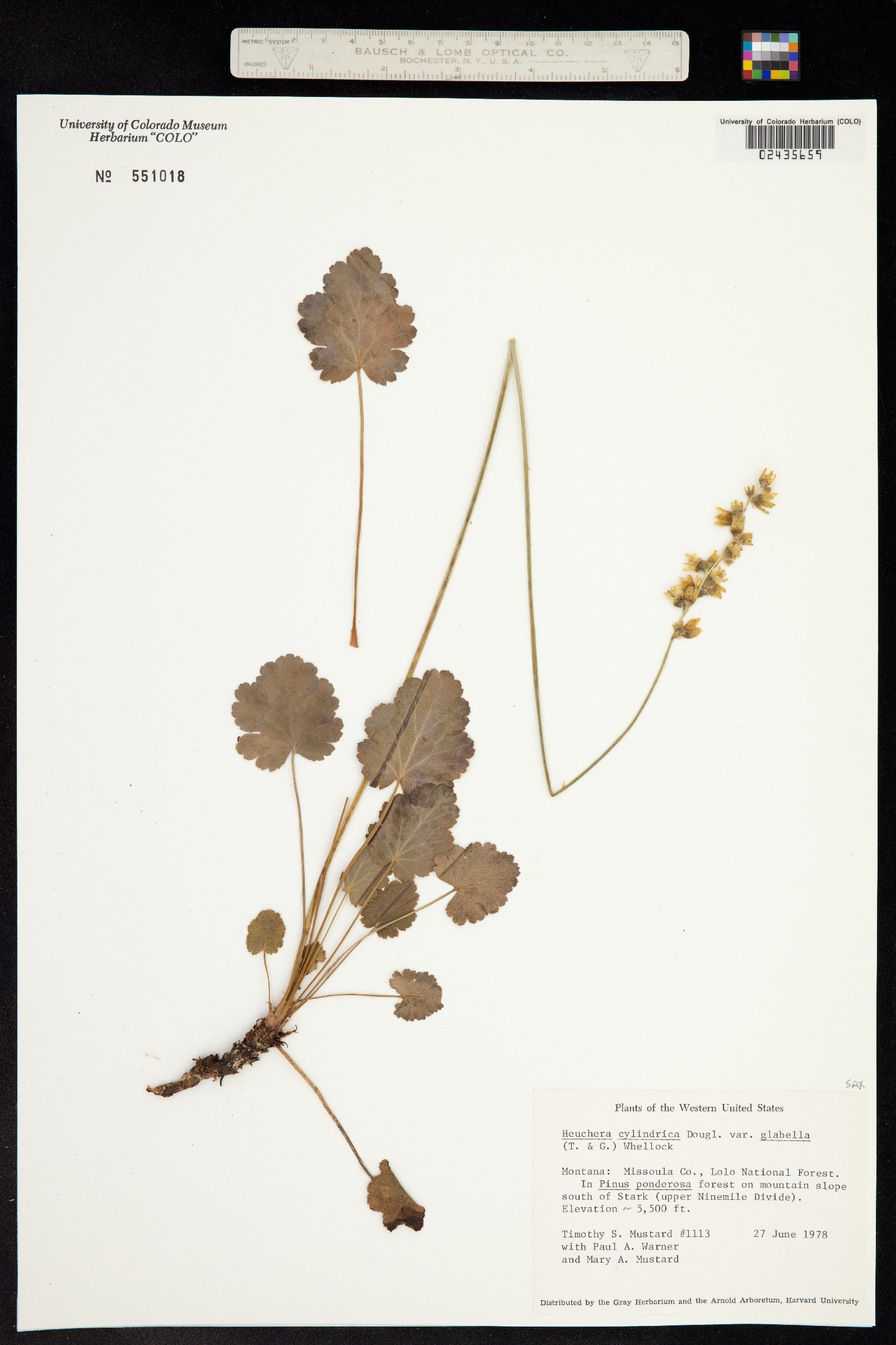 Heuchera cylindrica image