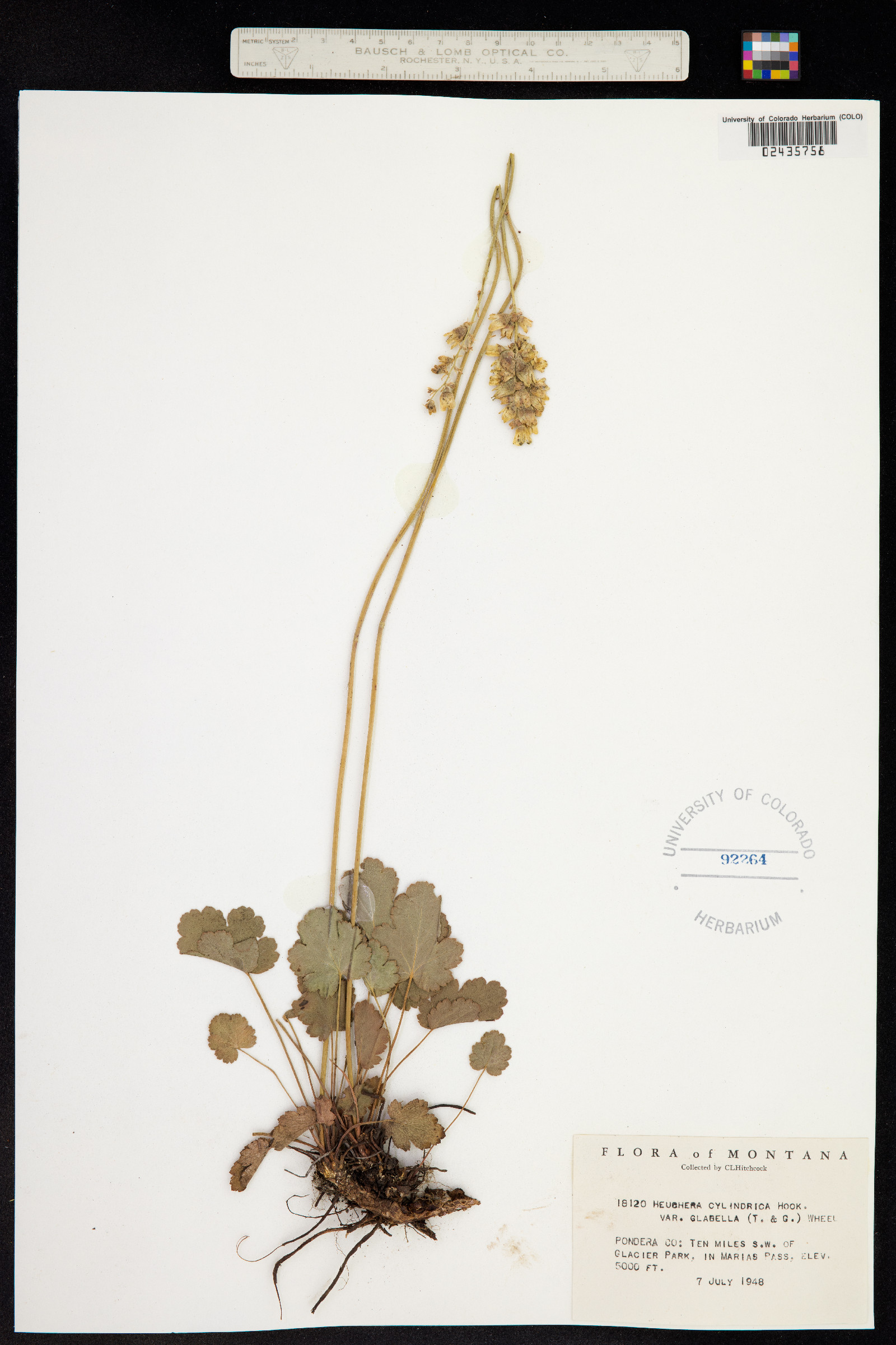 Heuchera cylindrica image