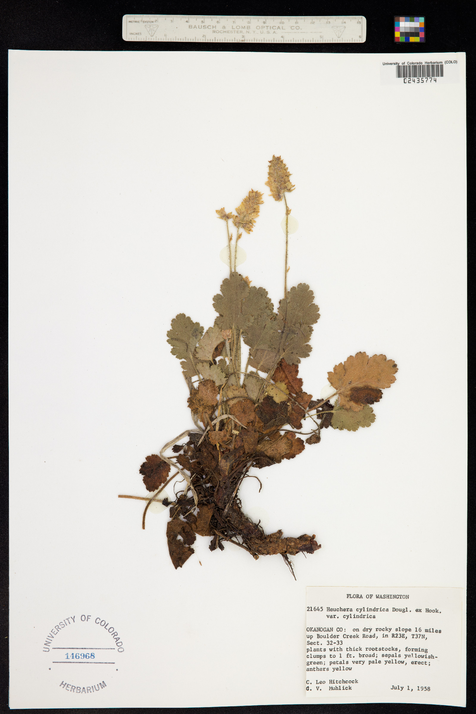 Heuchera image