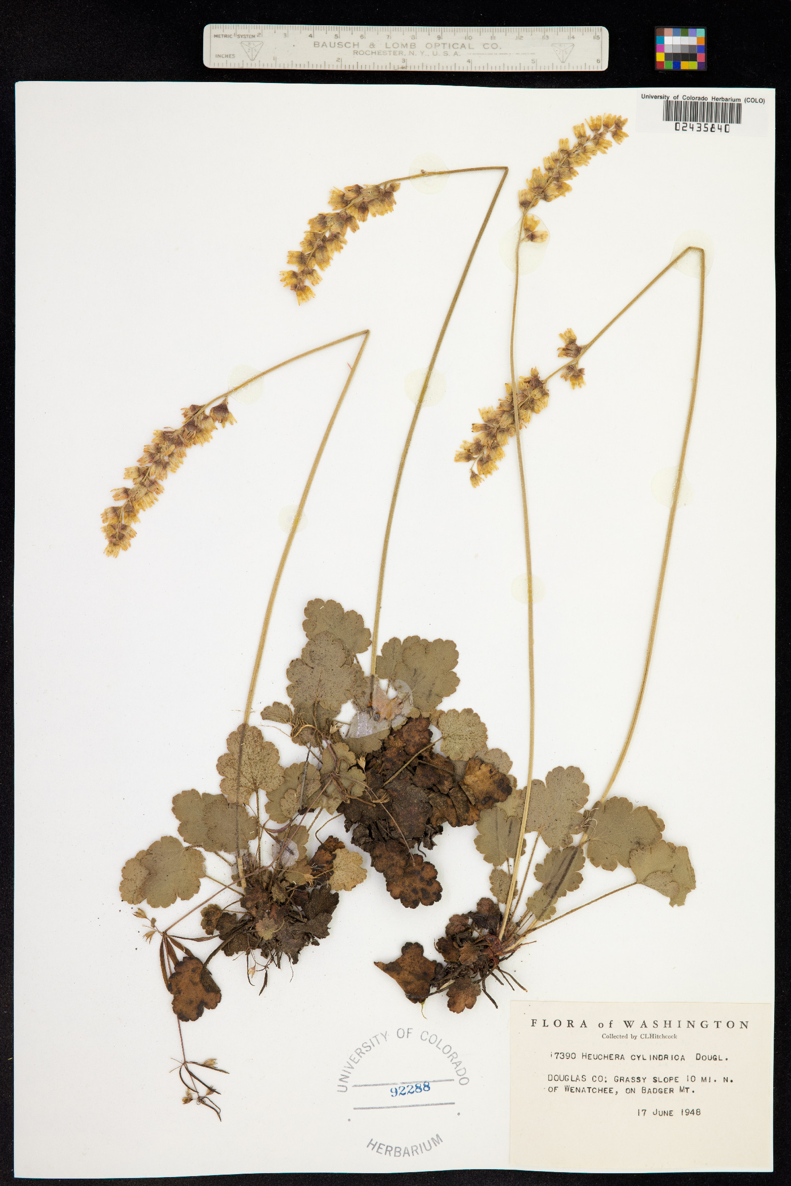 Heuchera cylindrica image