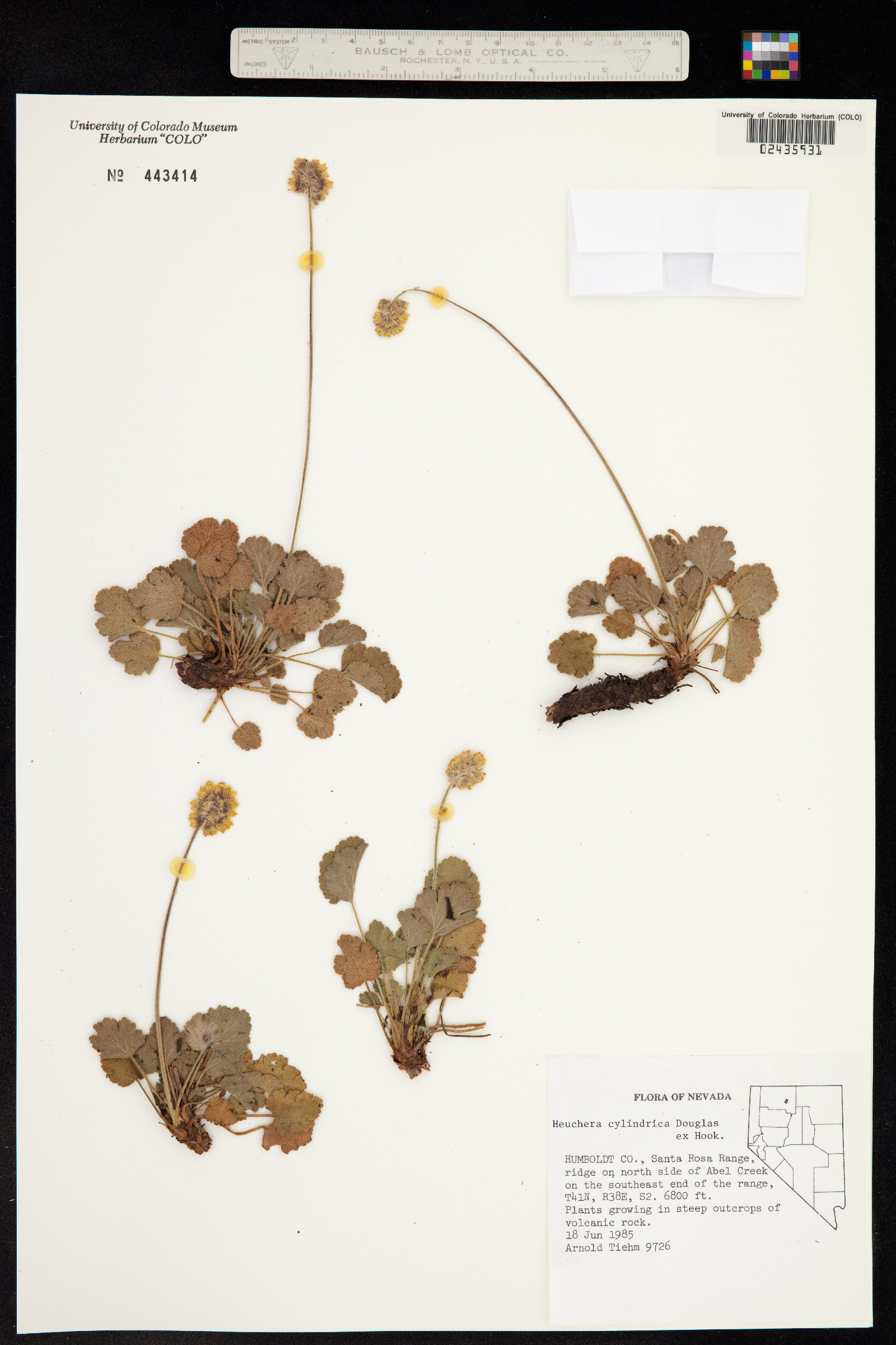 Heuchera cylindrica image