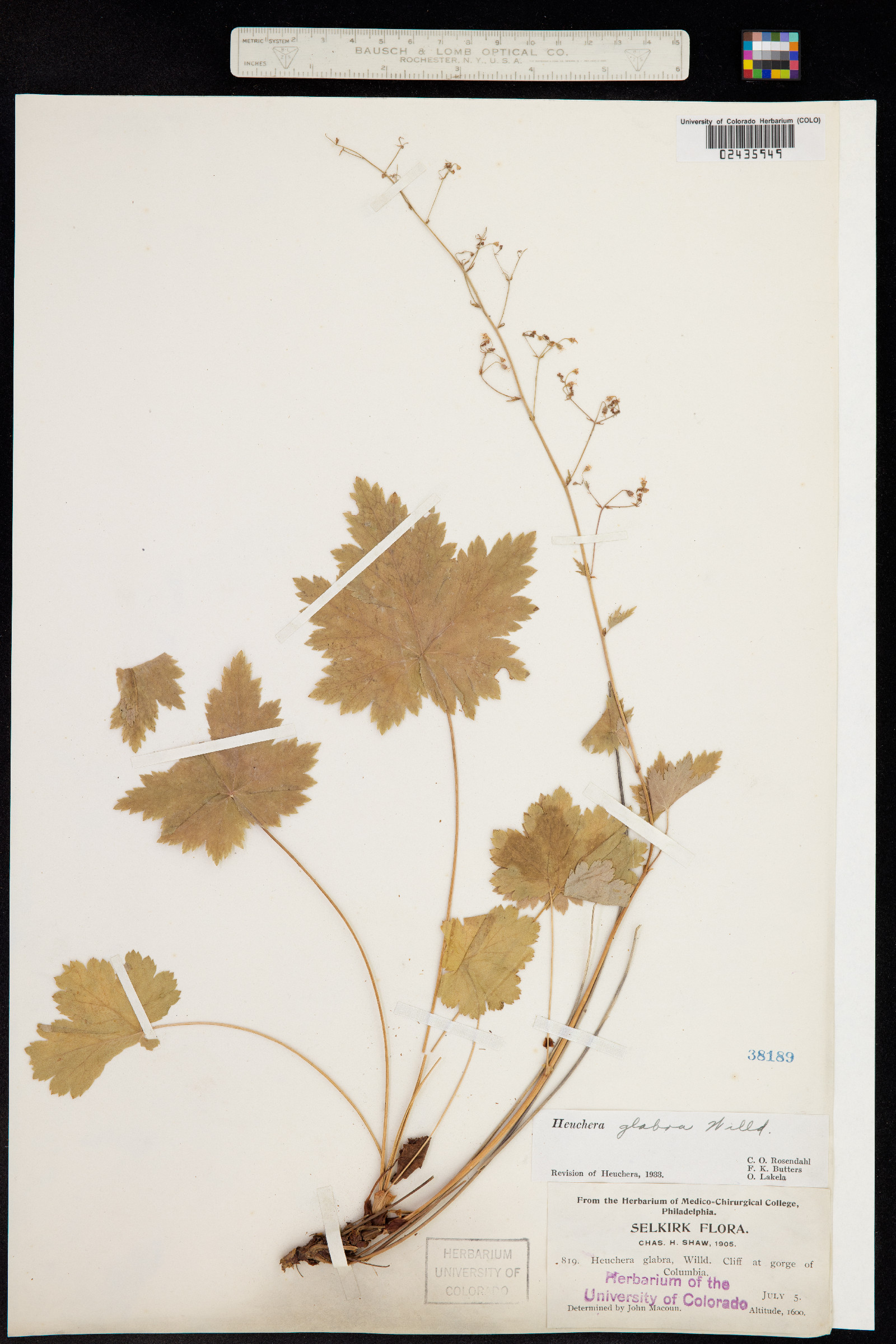 Heuchera glabra image