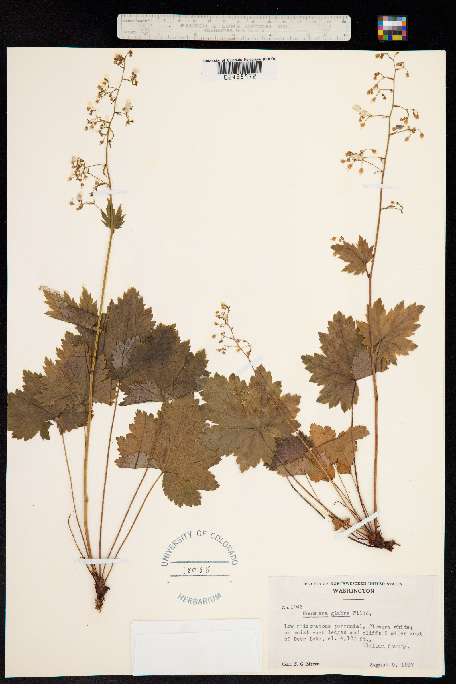 Heuchera glabra image