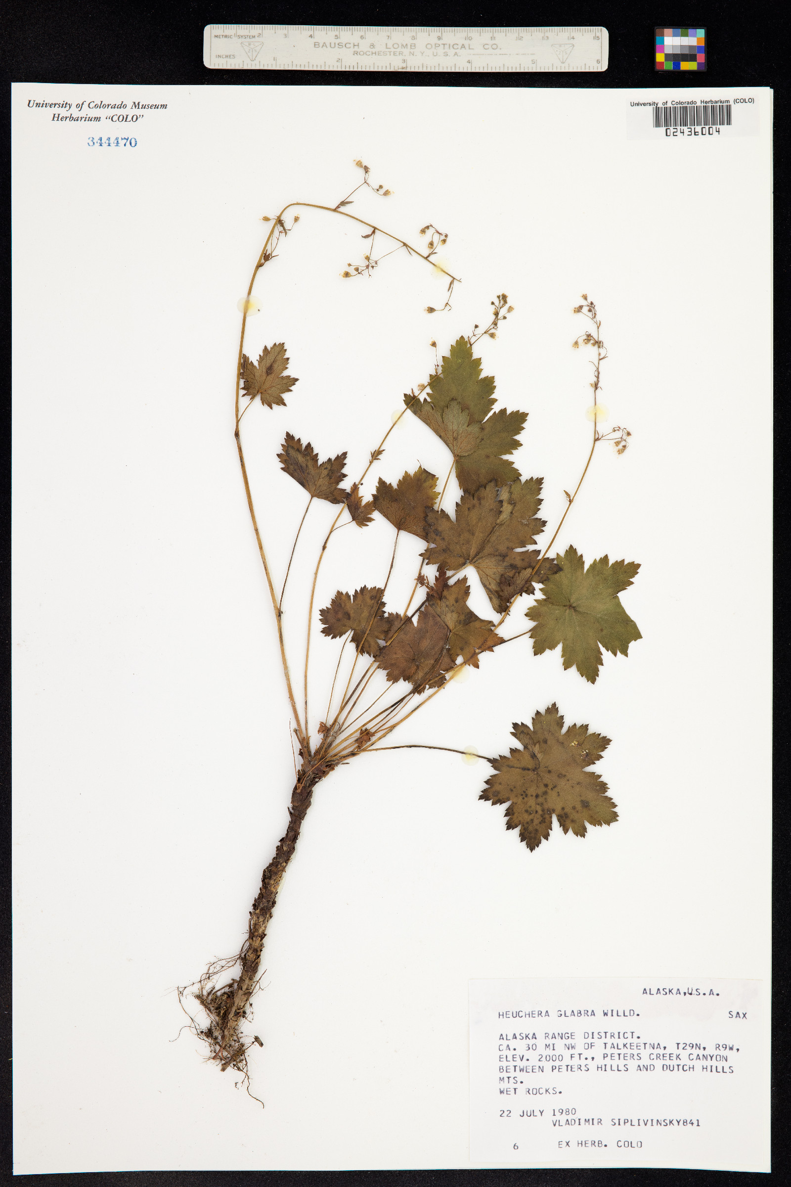 Heuchera glabra image