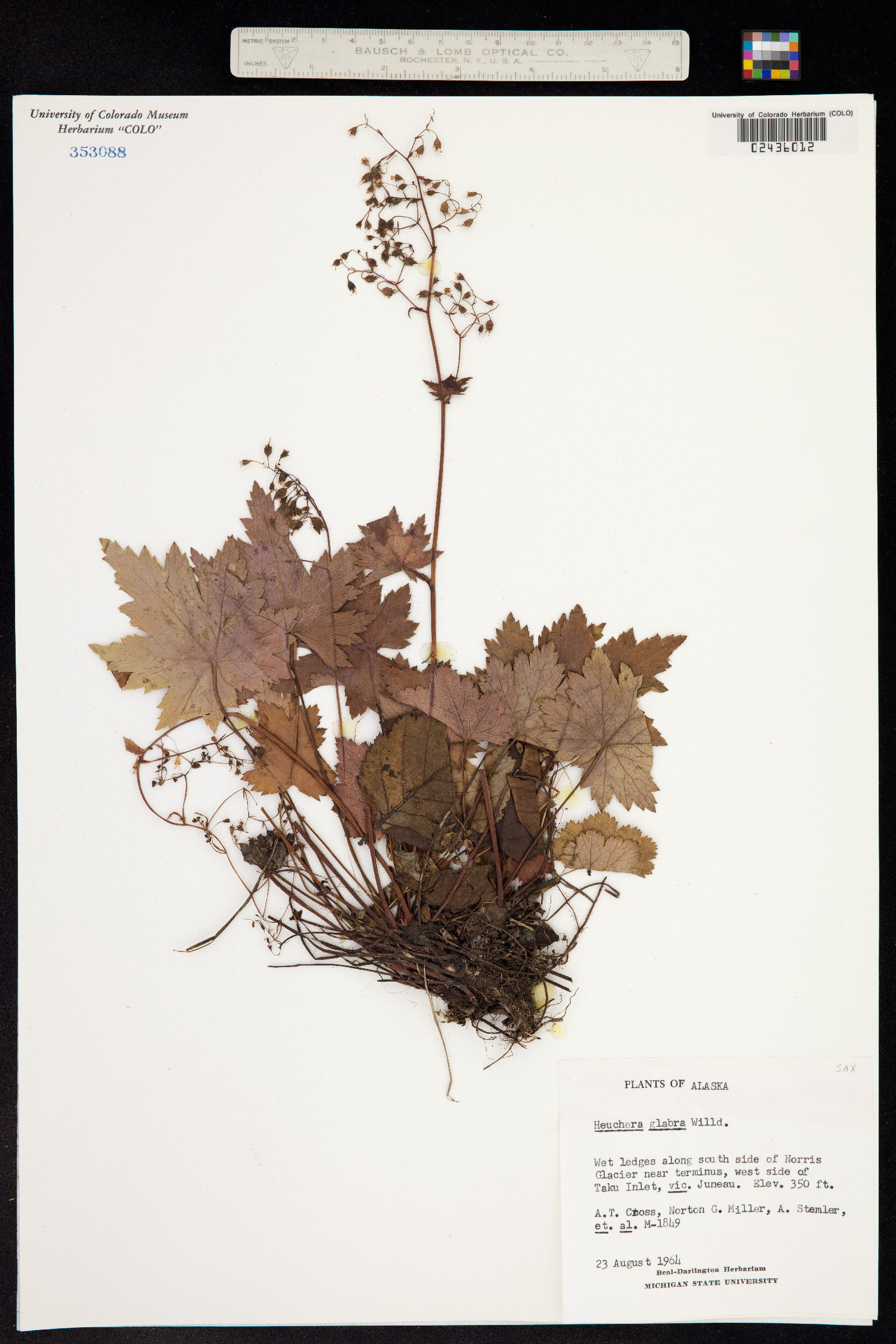Heuchera glabra image