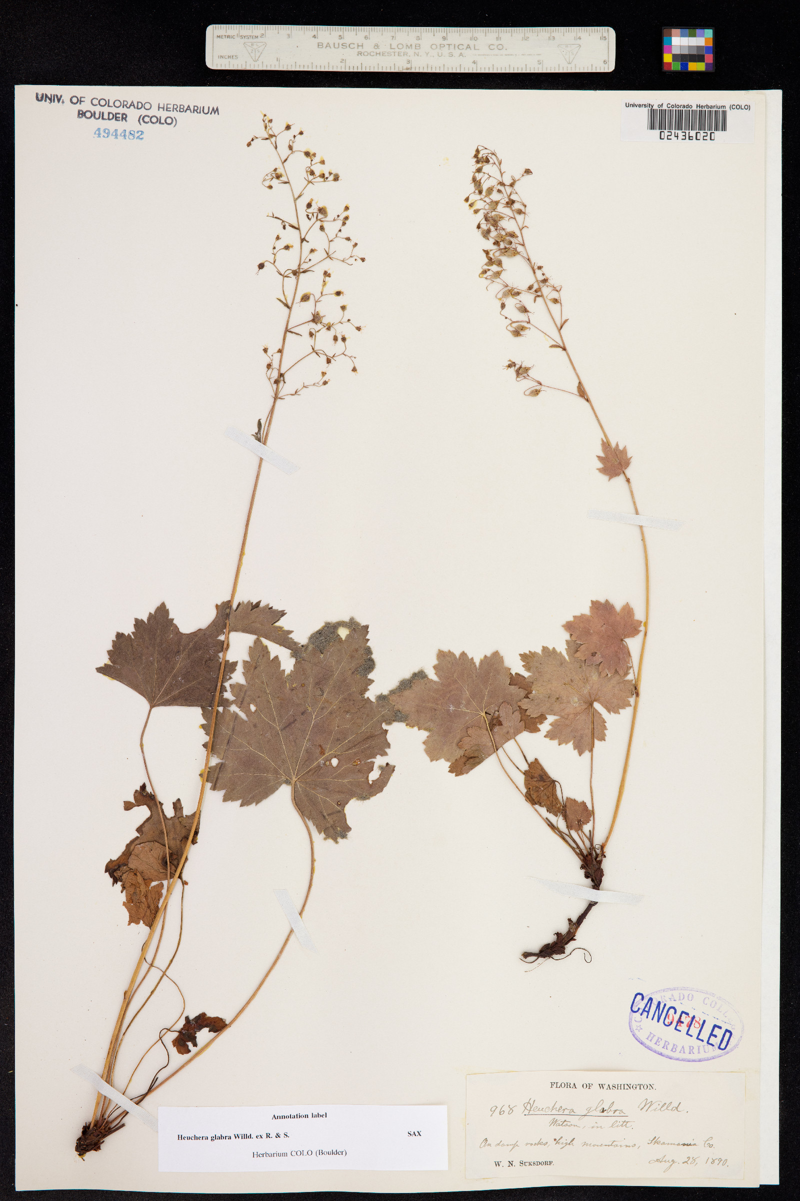 Heuchera glabra image