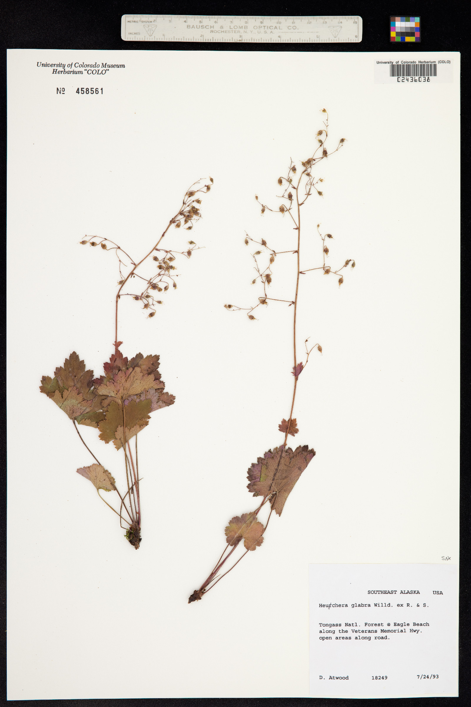 Heuchera glabra image