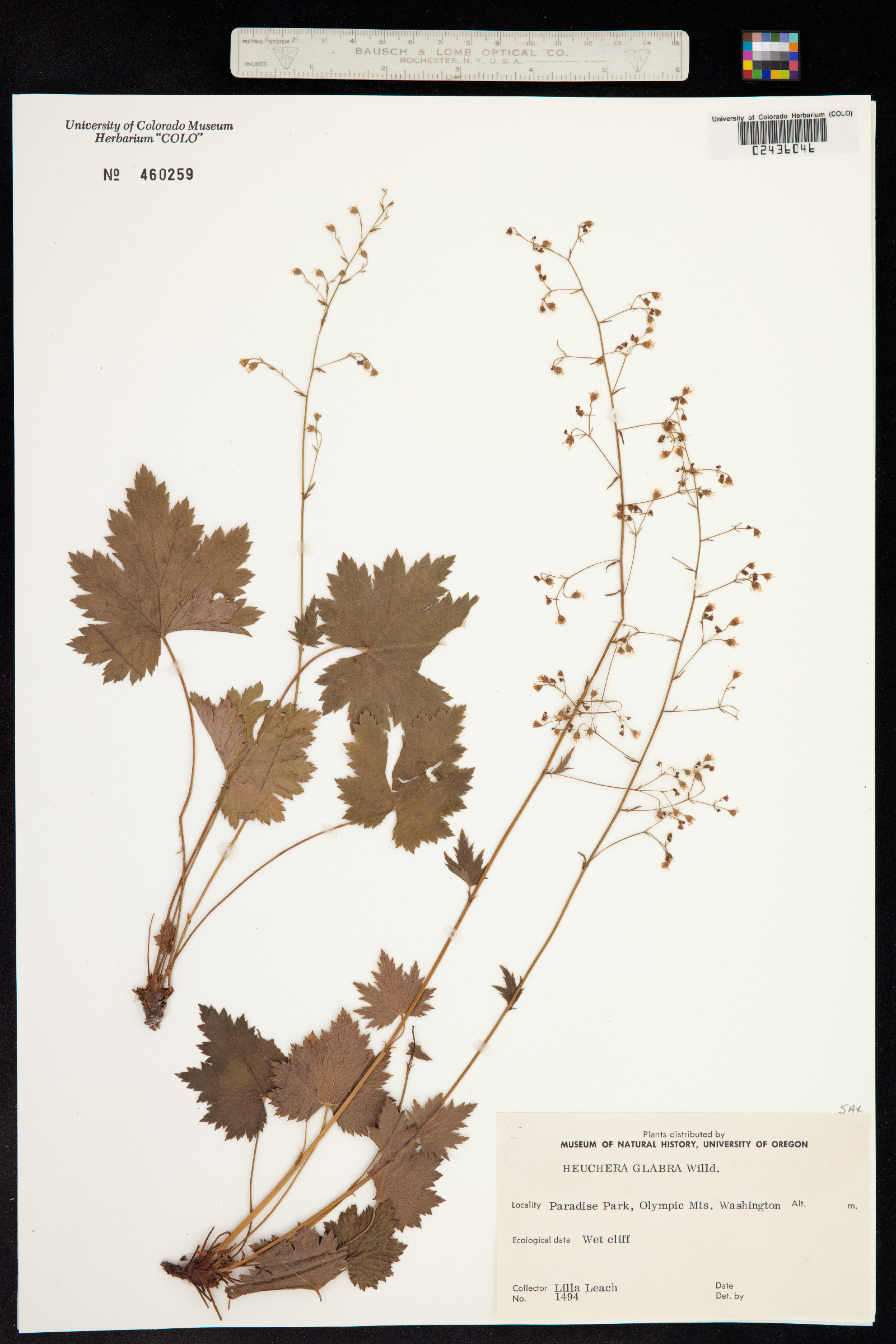 Heuchera glabra image