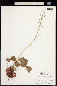 Heuchera rubescens var. versicolor image