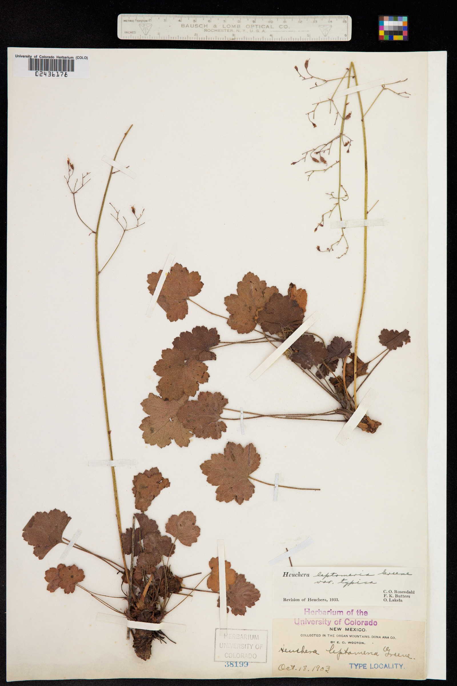 Heuchera image