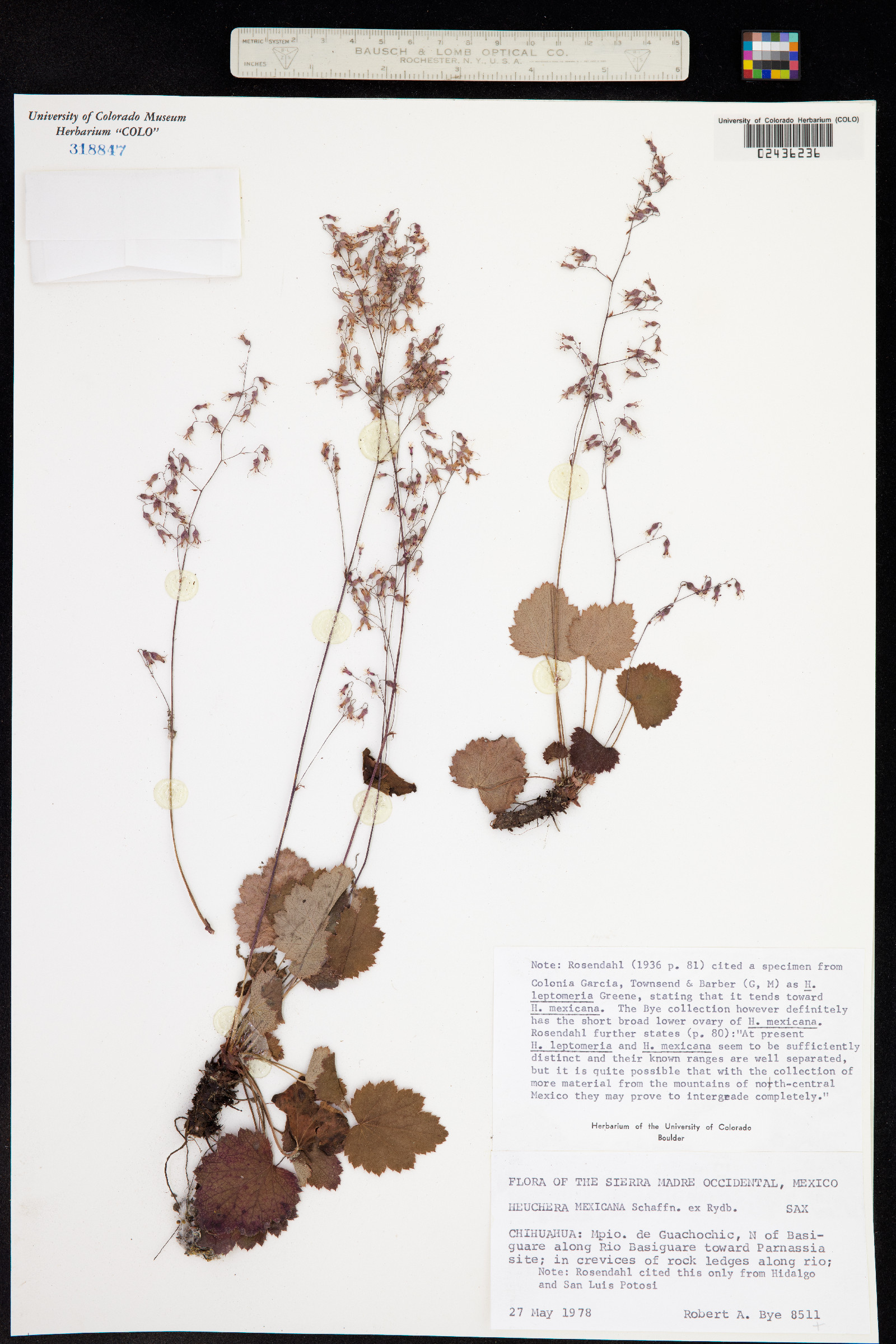 Heuchera mexicana image