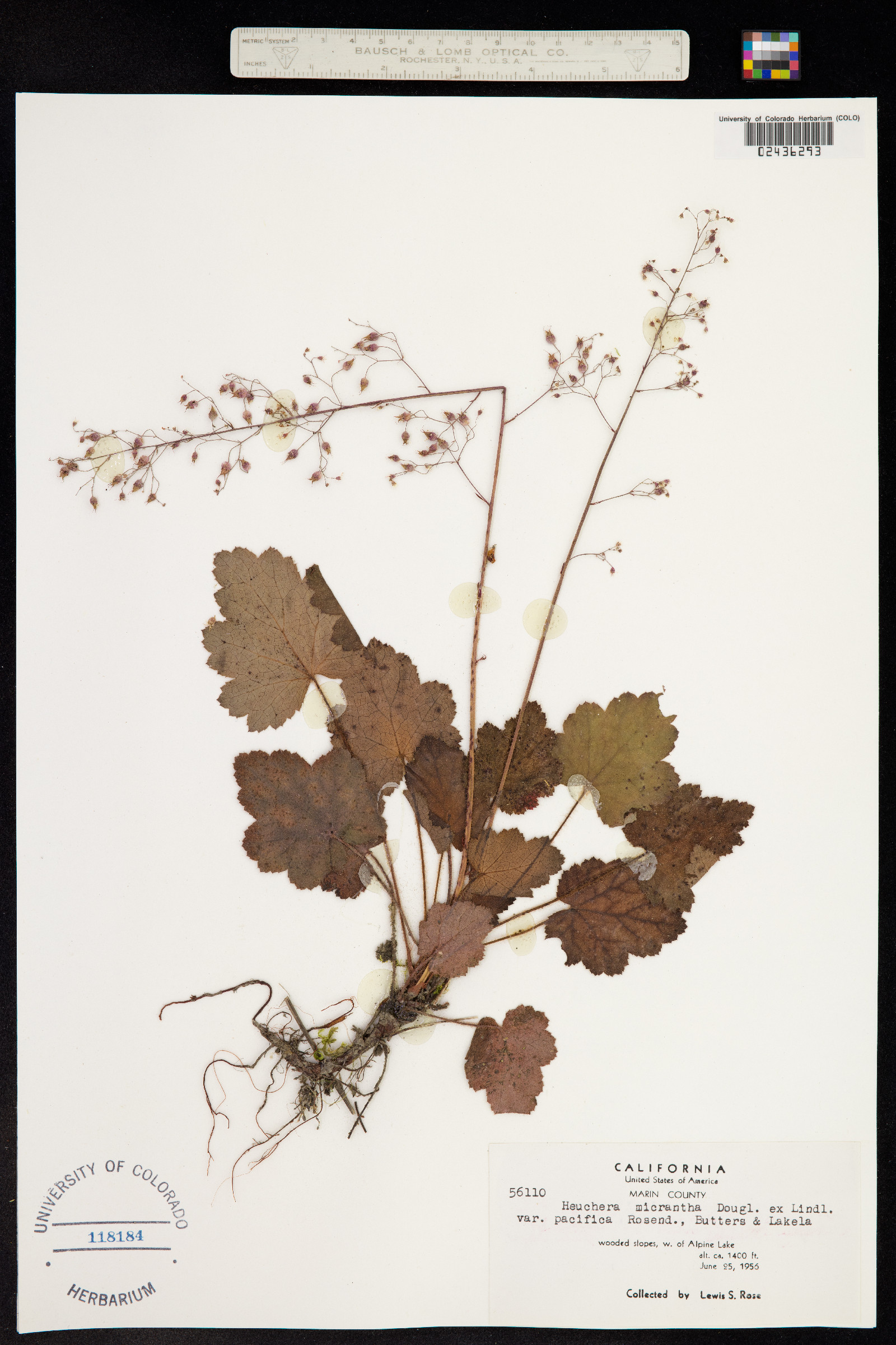 Heuchera micrantha image
