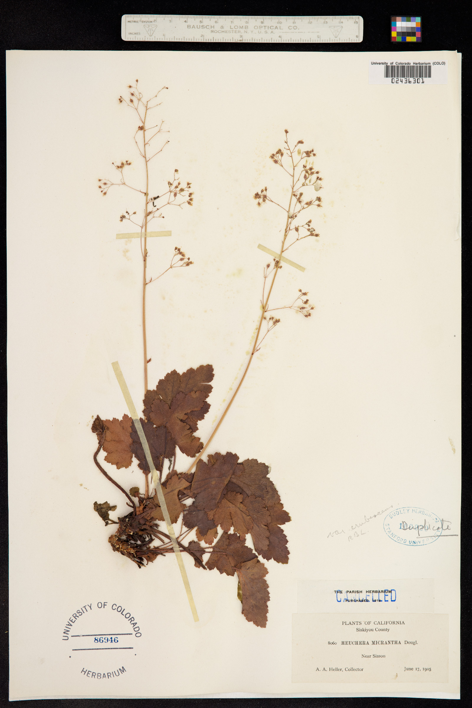 Heuchera micrantha image