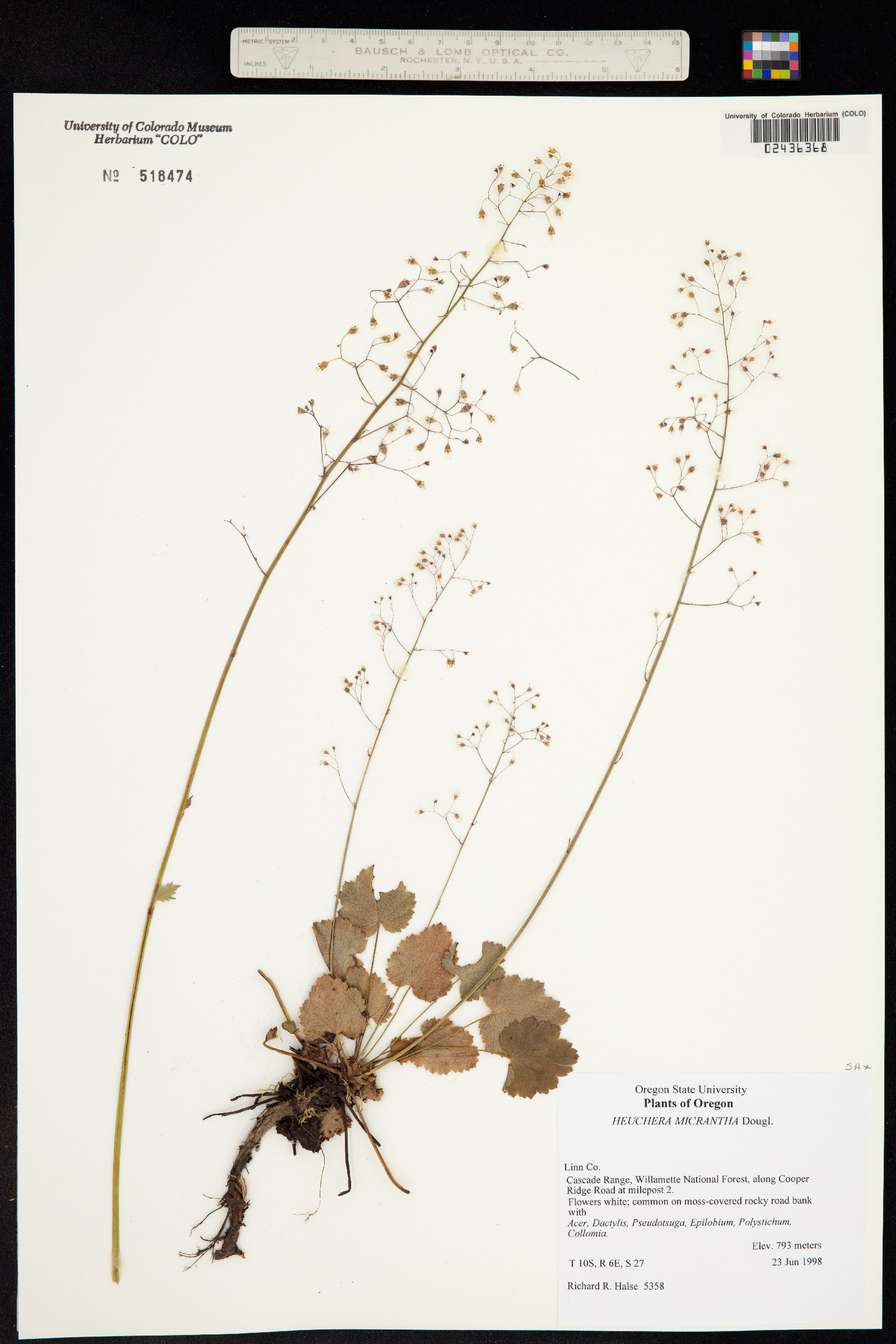 Heuchera micrantha image