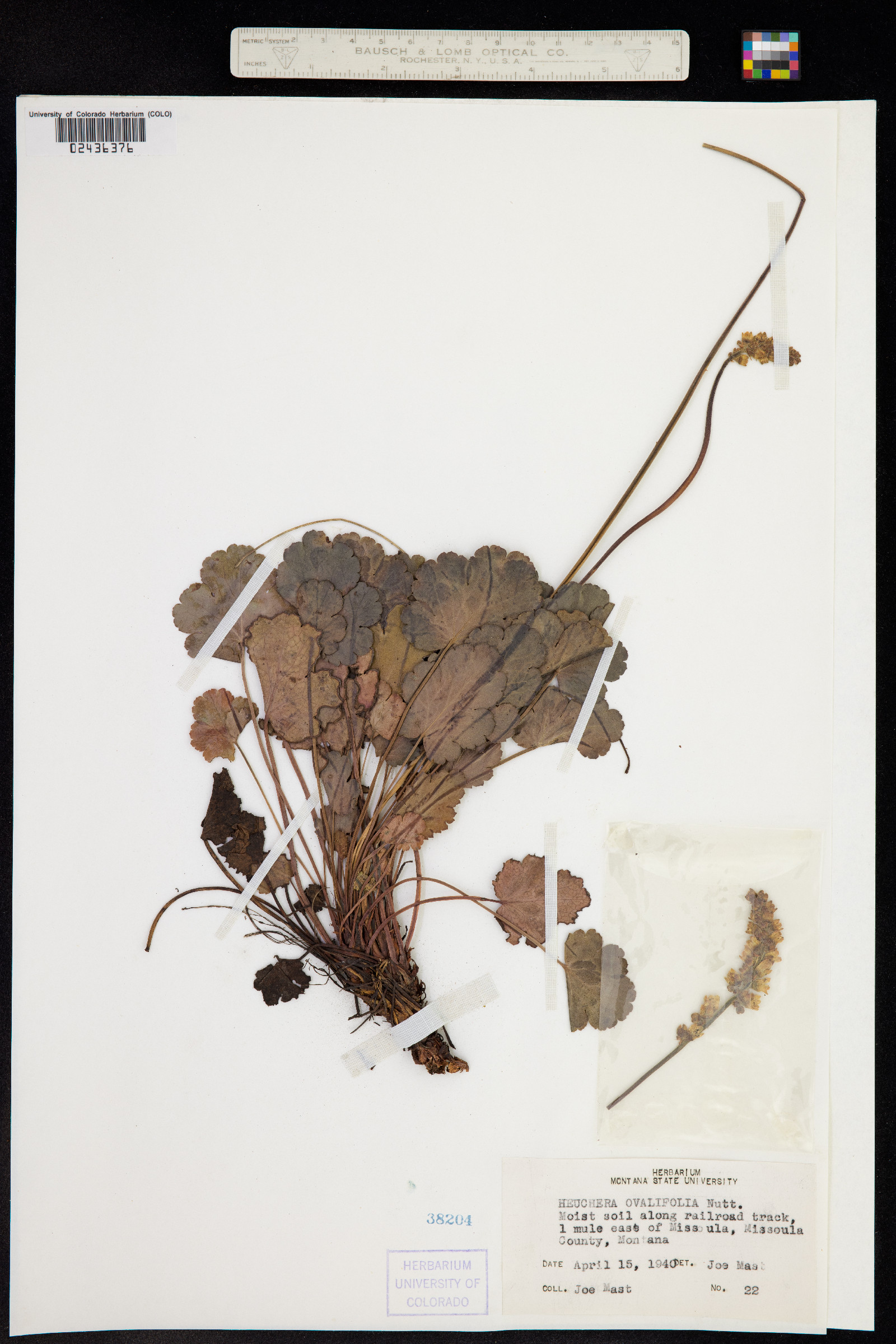 Heuchera cylindrica image