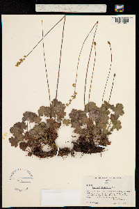 Heuchera ovalifolia image