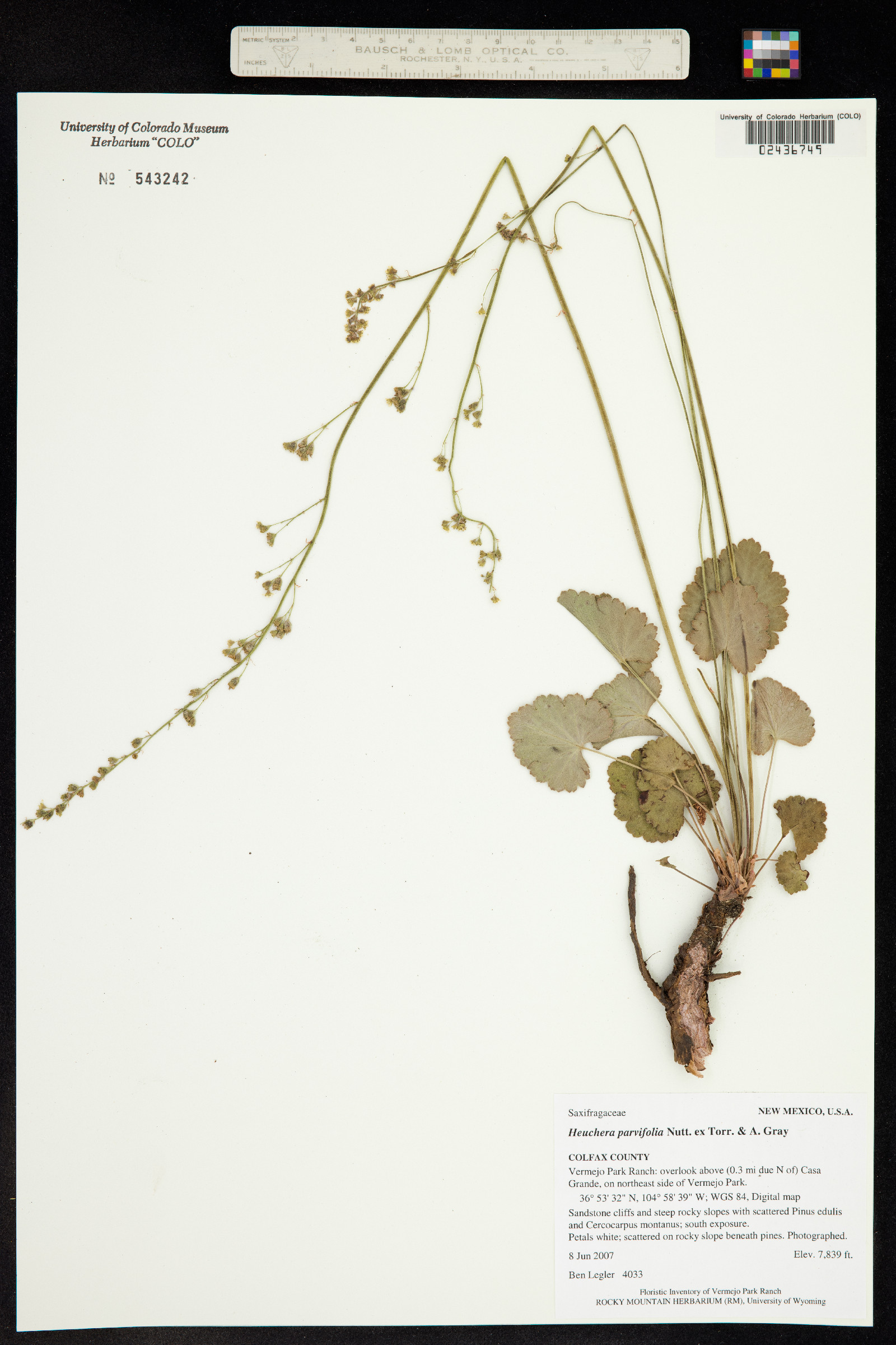 Heuchera image