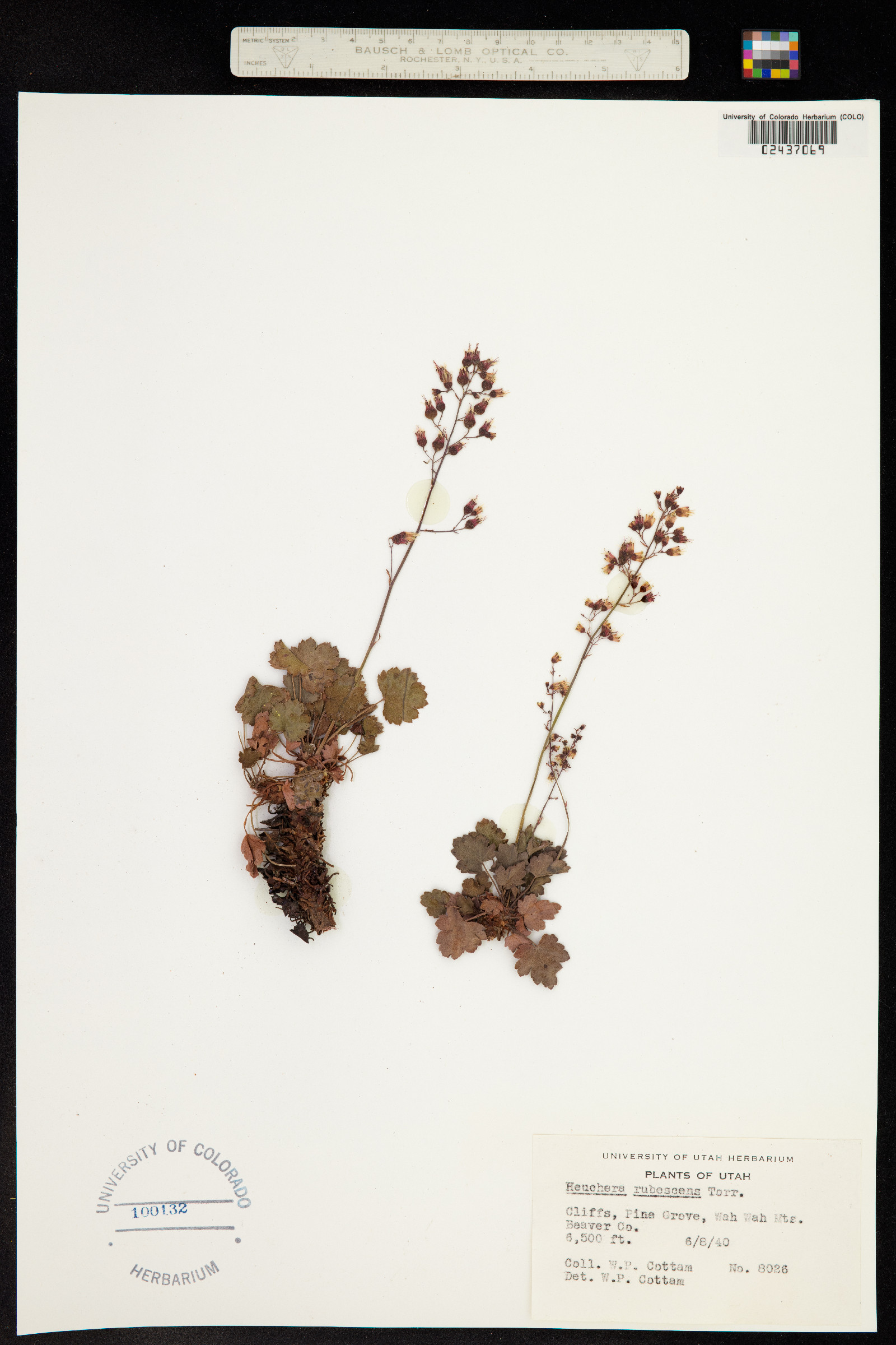 Heuchera rubescens image