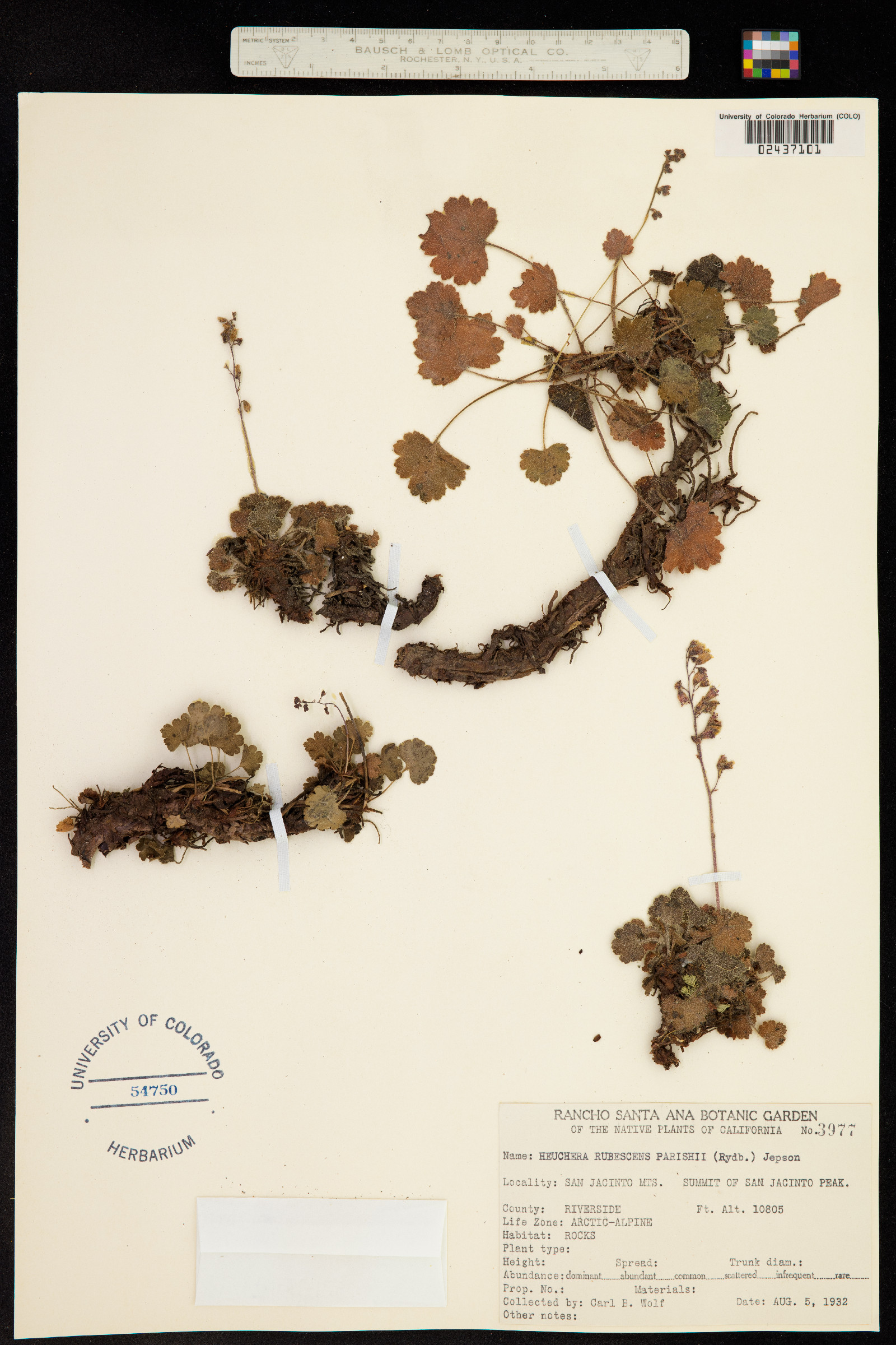Heuchera rubescens image