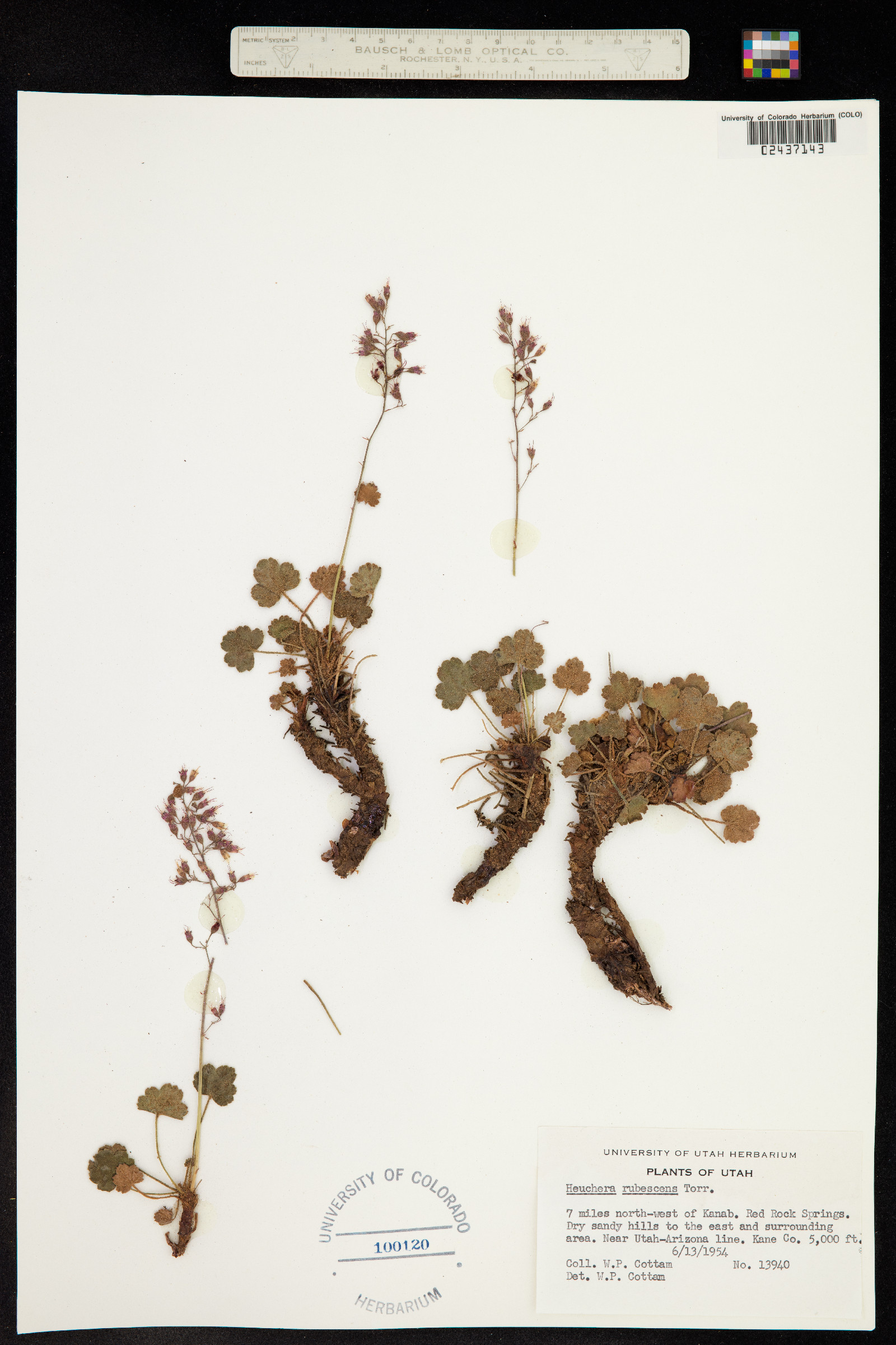 Heuchera rubescens image