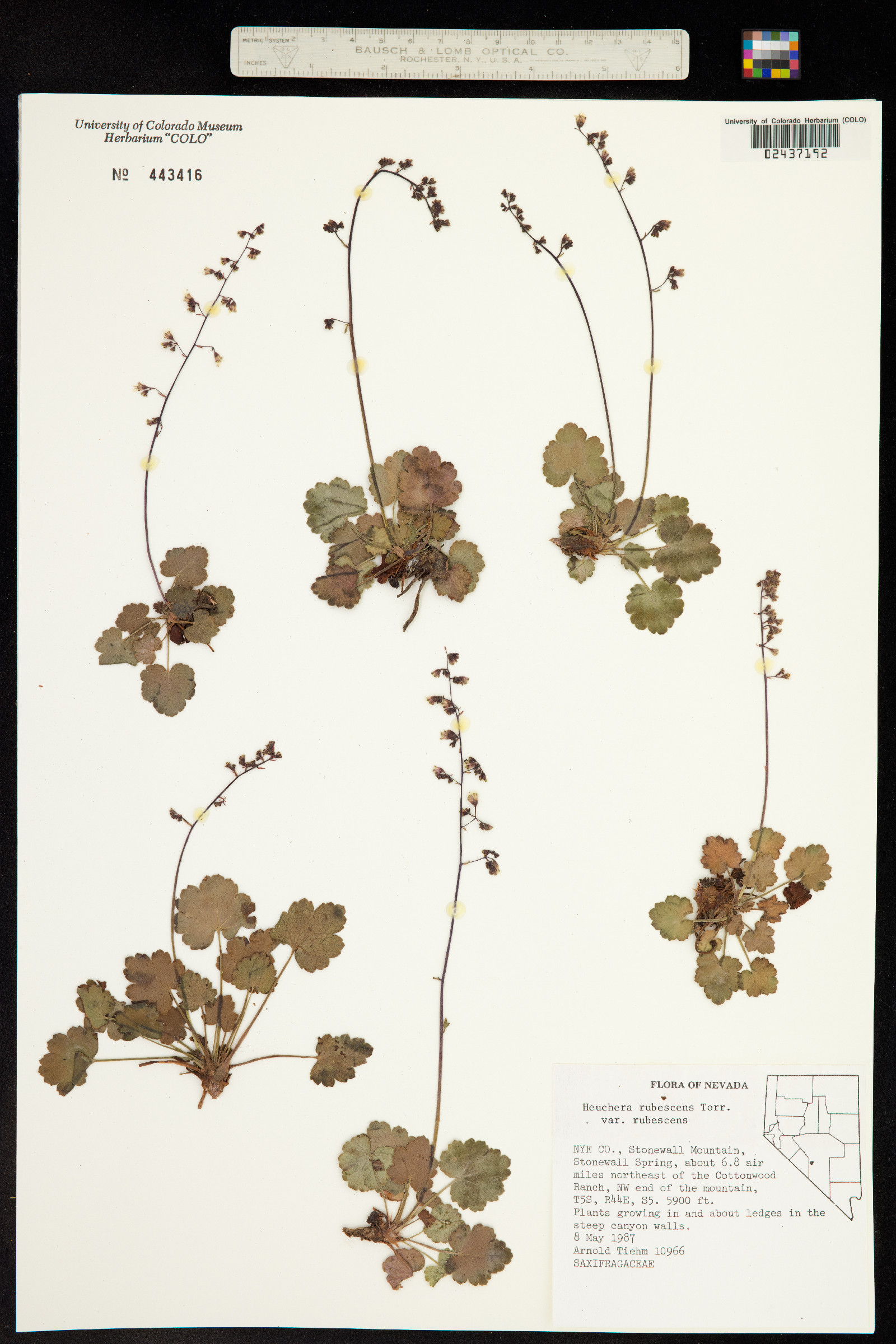 Heuchera rubescens image