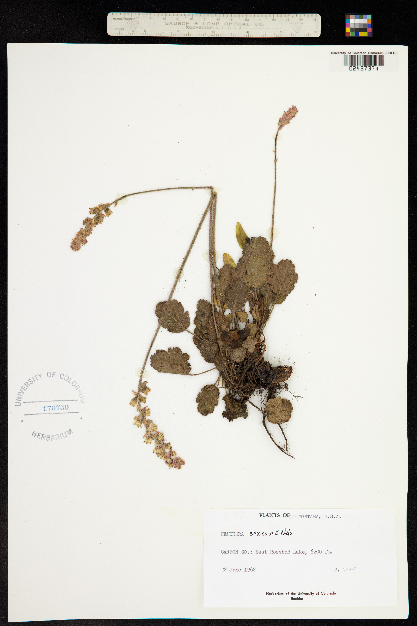 Heuchera cylindrica image