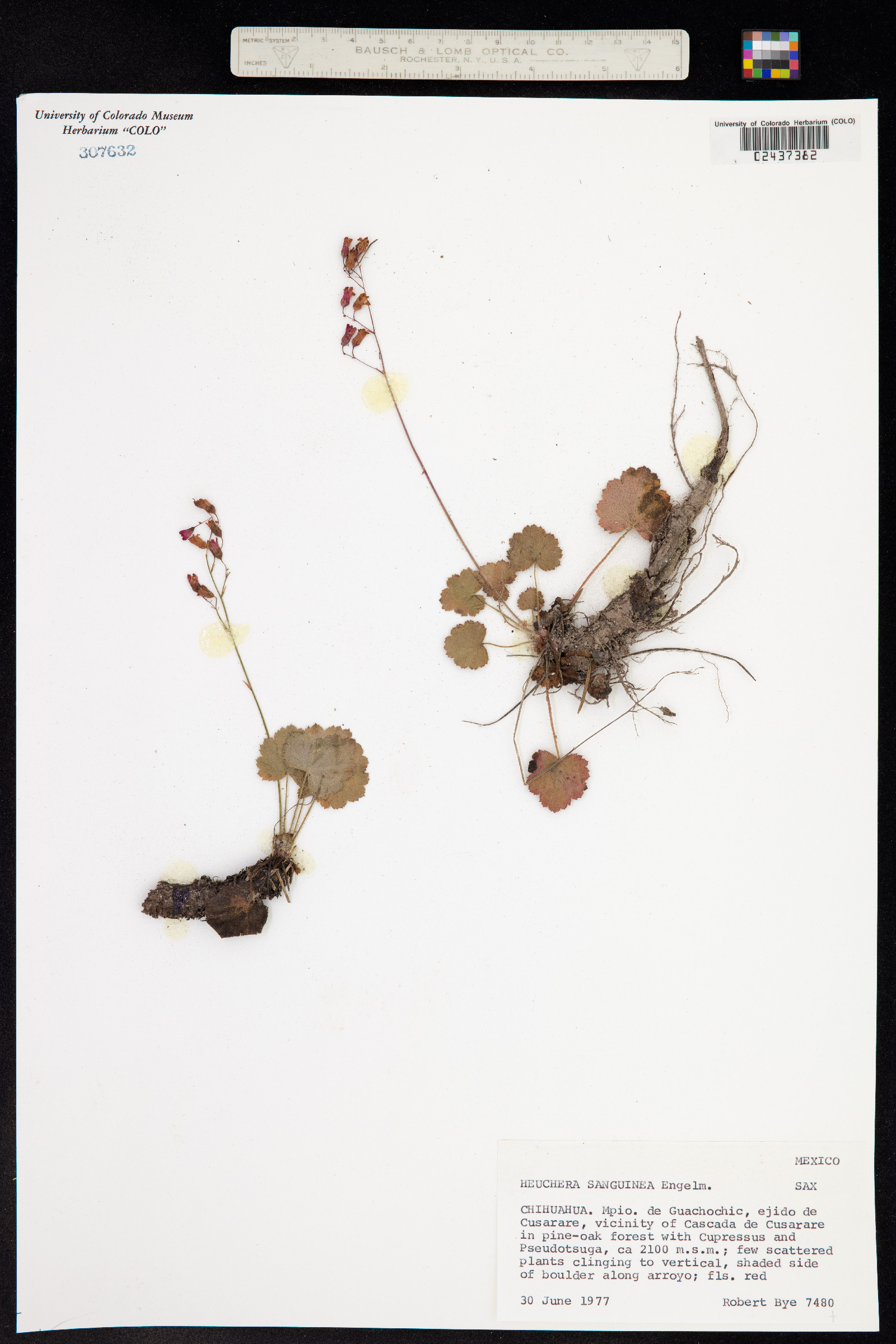 Heuchera sanguinea image