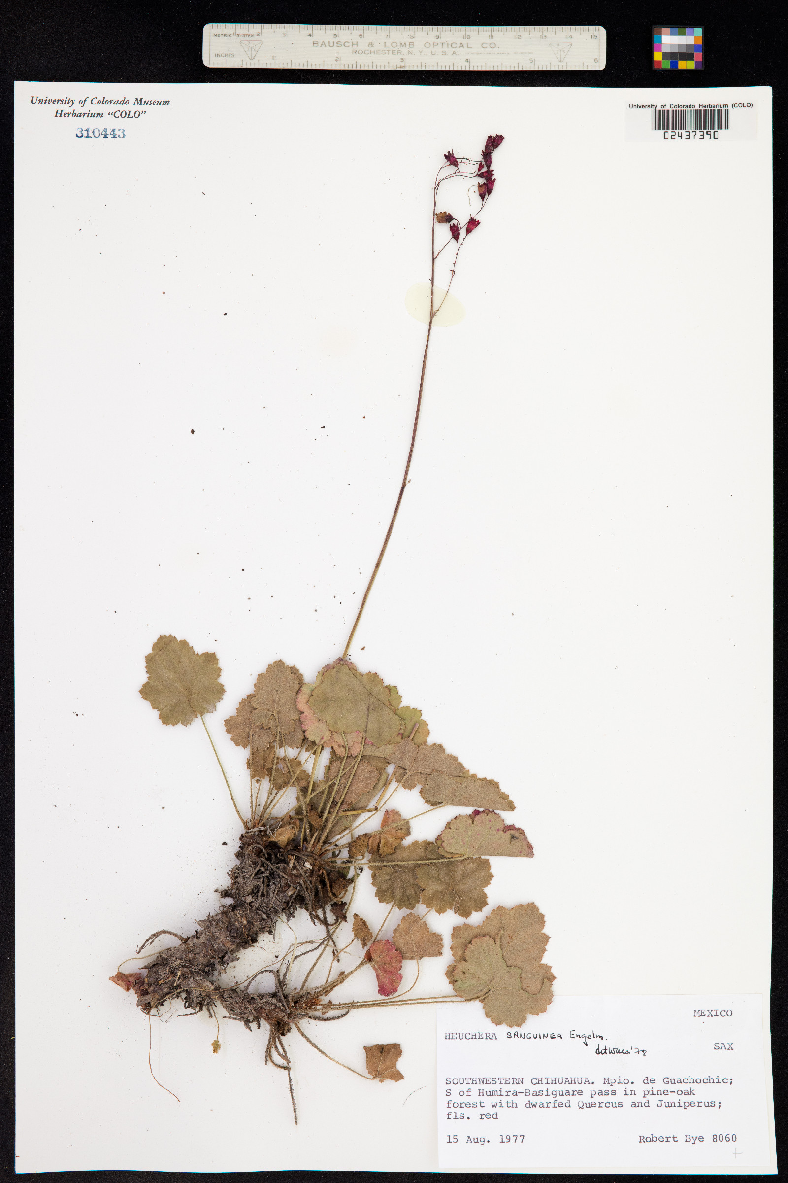 Heuchera sanguinea image