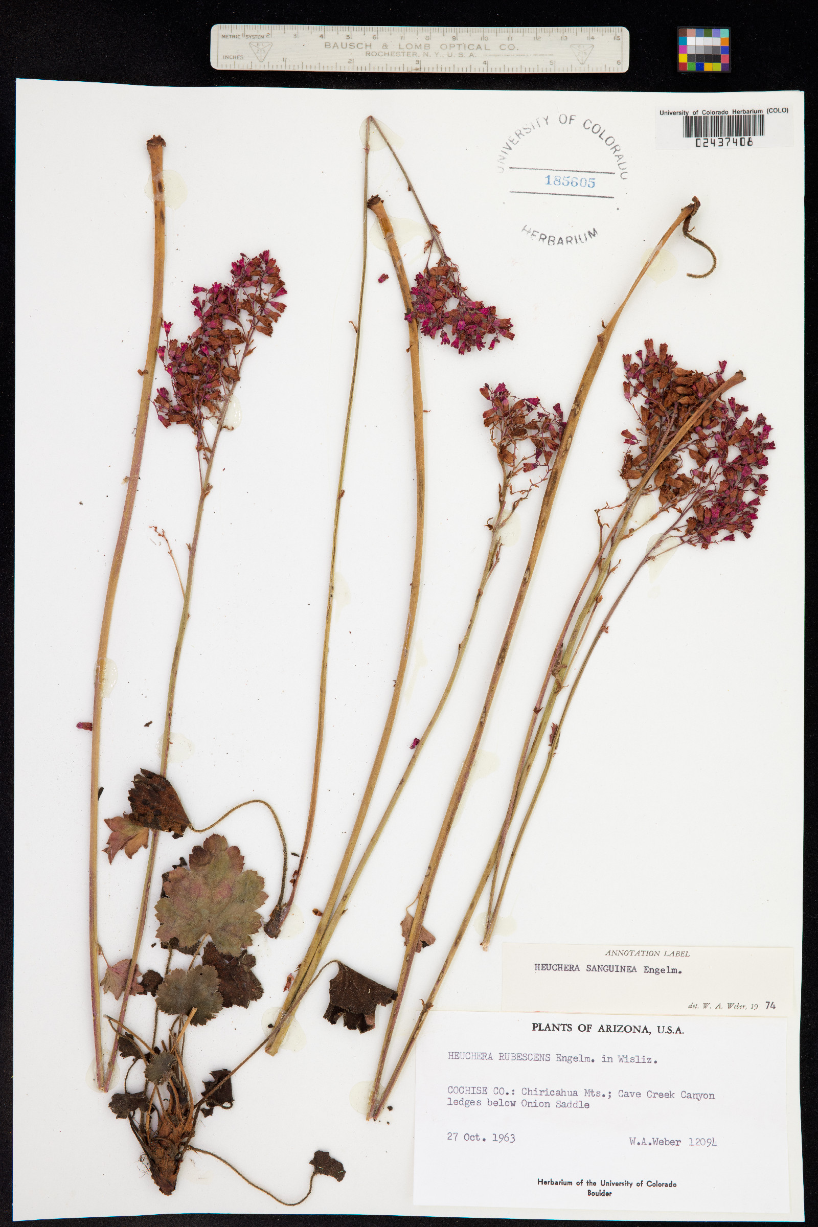 Heuchera sanguinea image