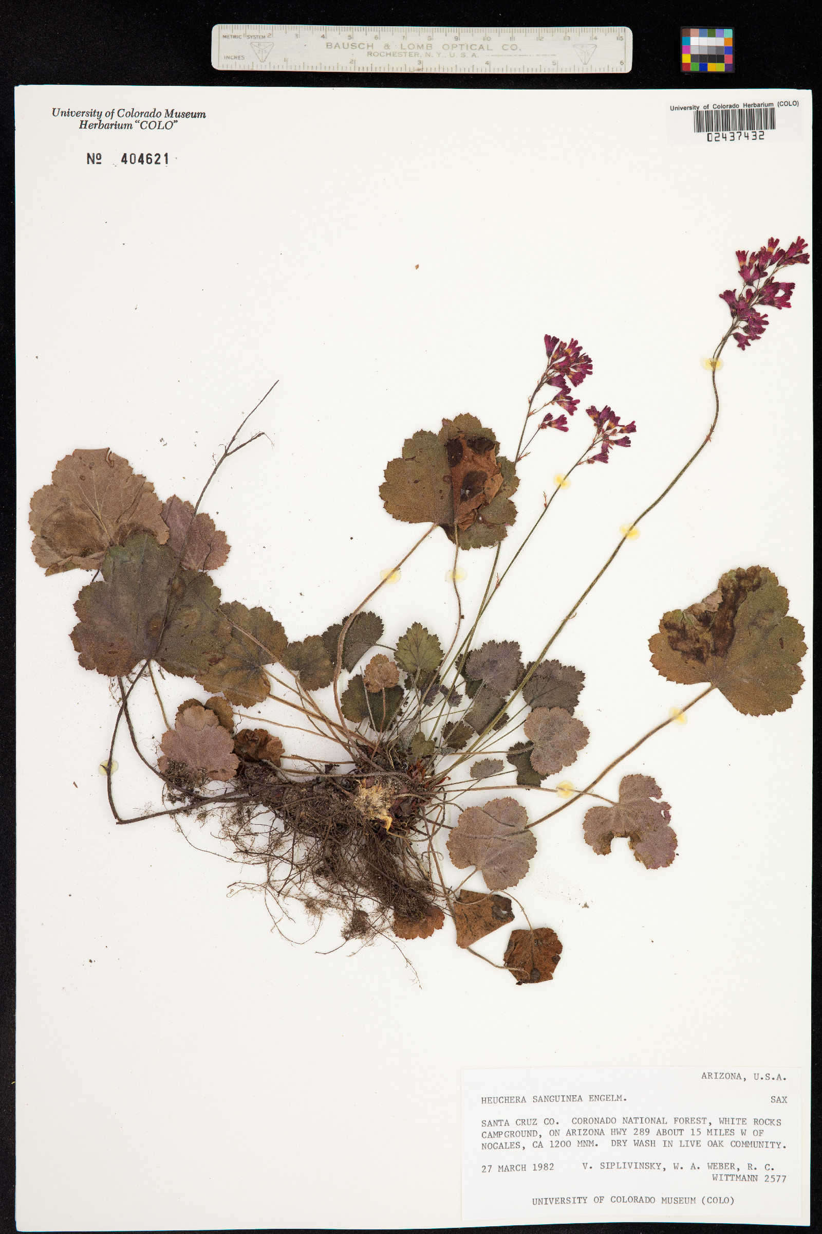 Heuchera sanguinea image