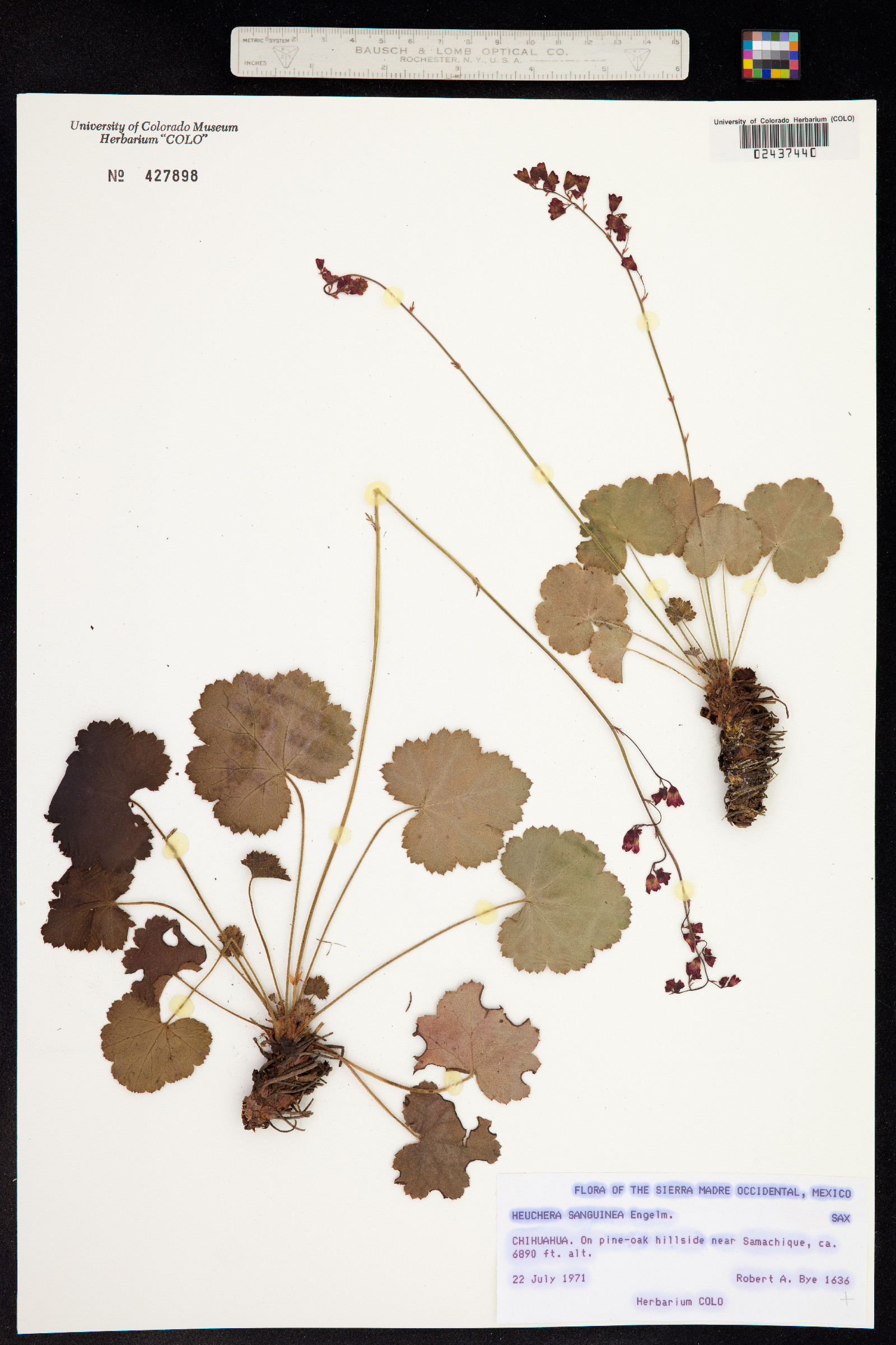 Heuchera sanguinea image