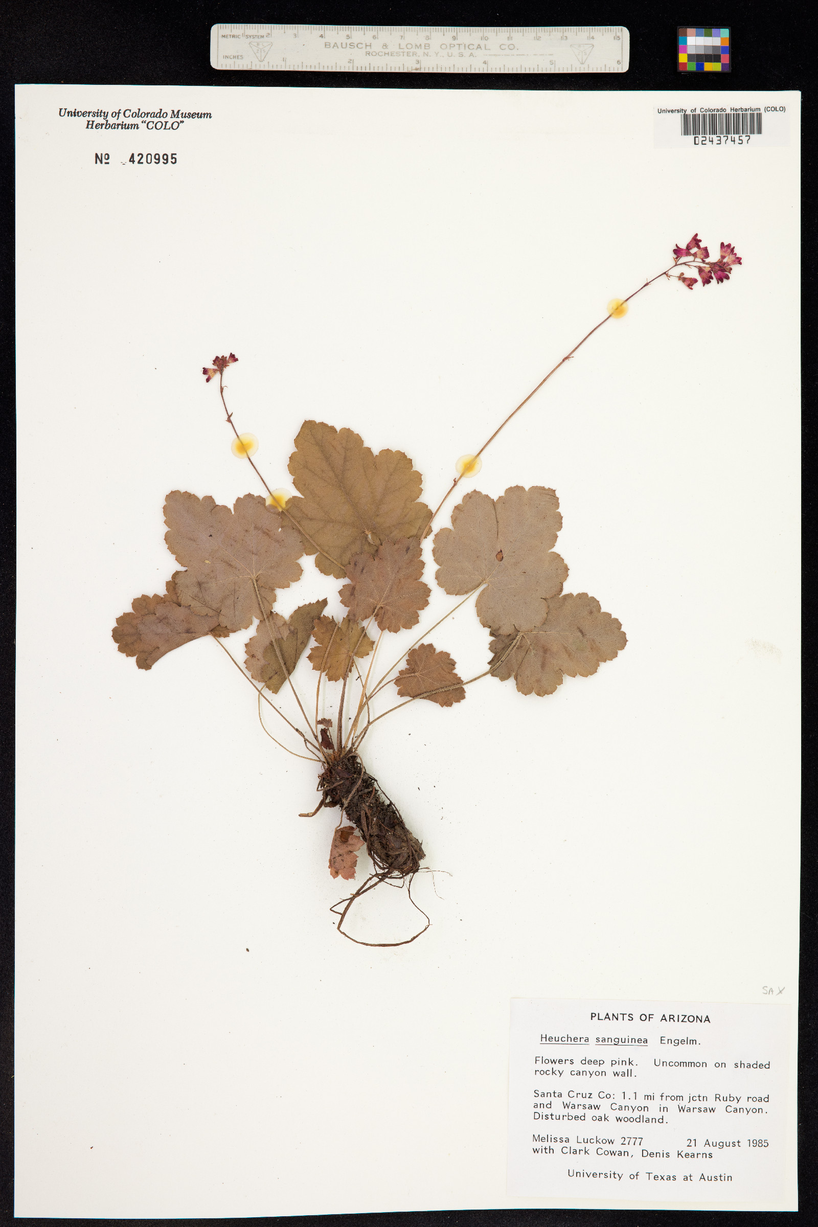 Heuchera sanguinea image