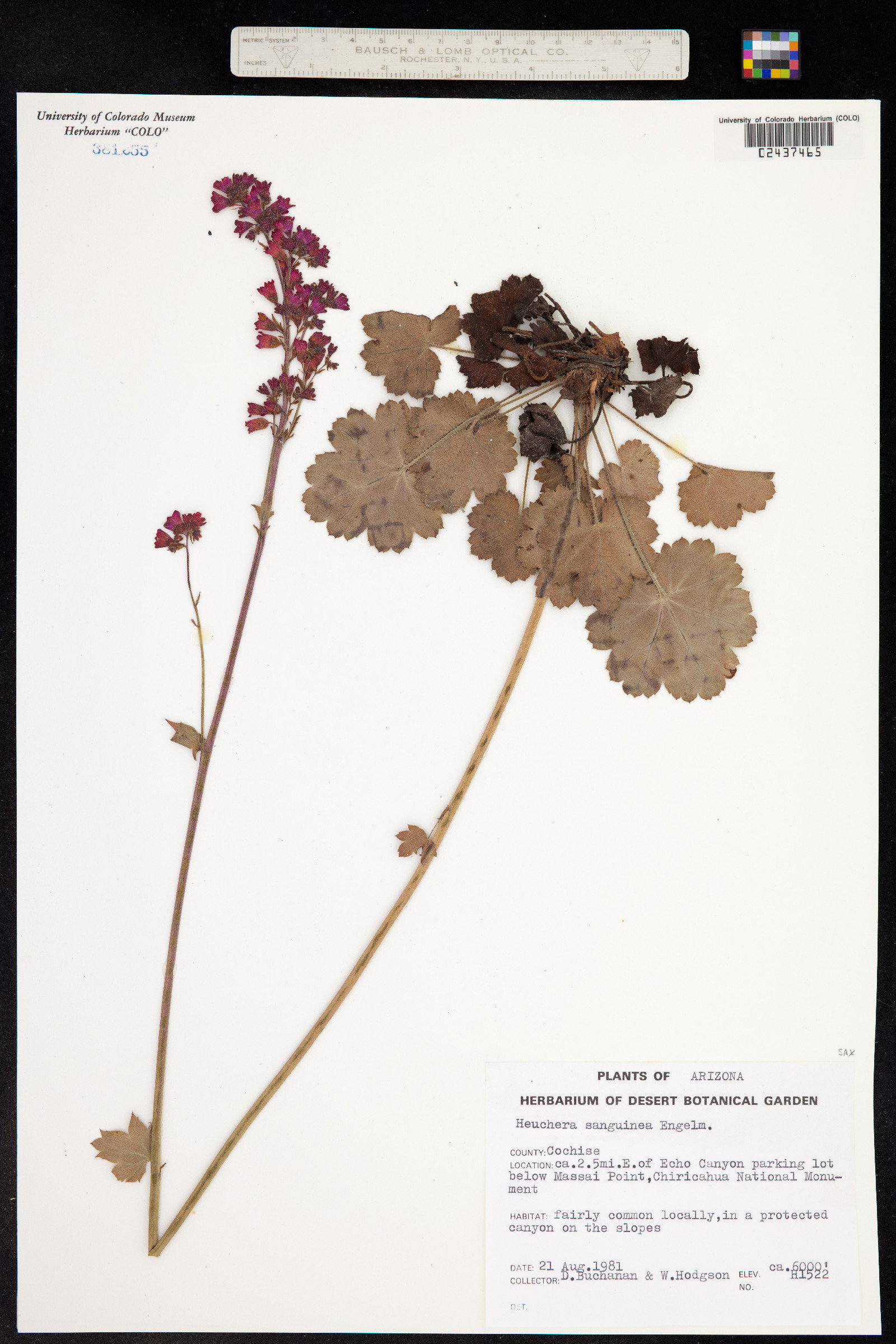 Heuchera sanguinea image