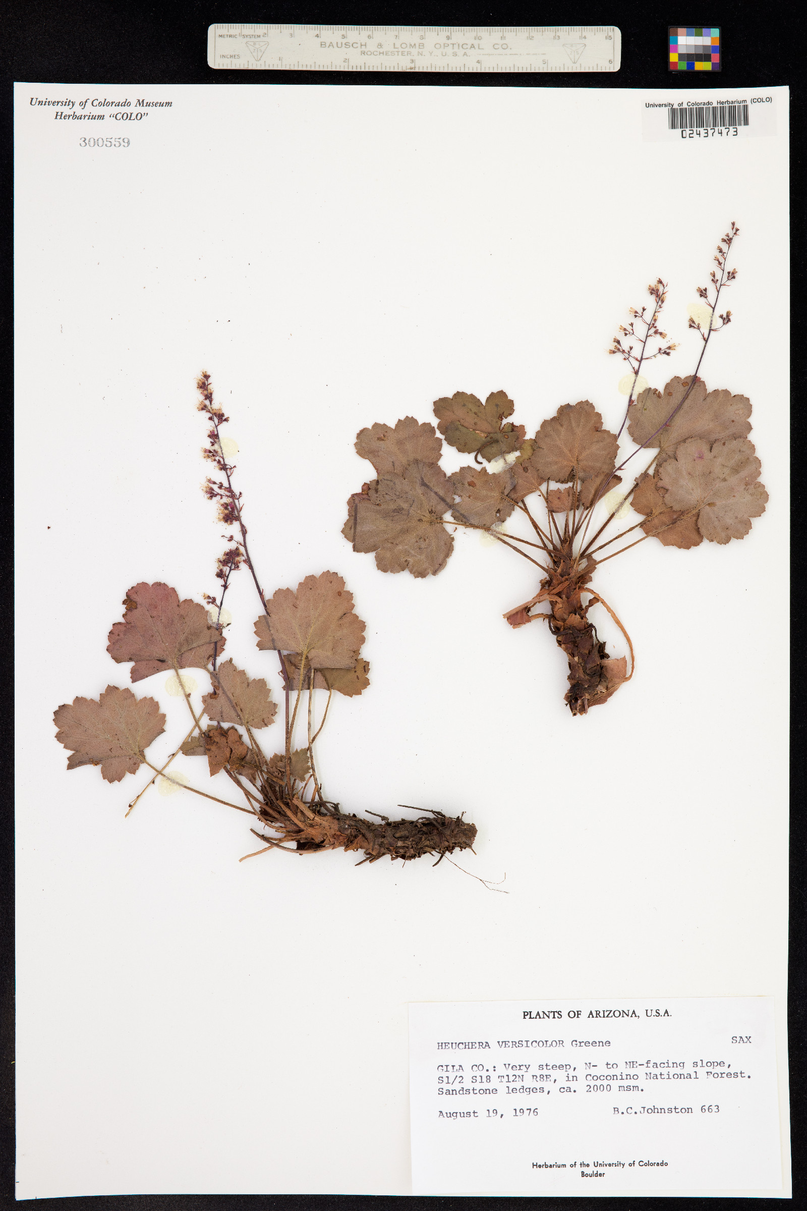 Heuchera rubescens image